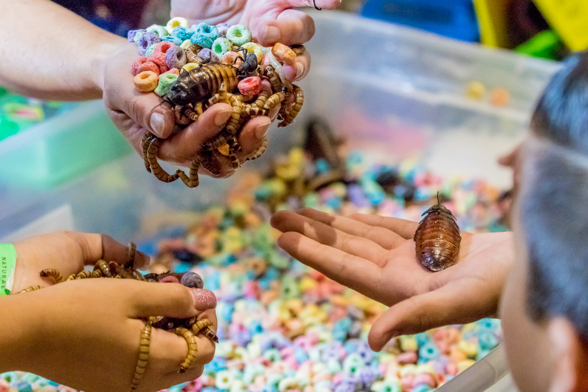  People hold an asosrtment of meal worms, cockroaches, and froot loops at the Los Angeles National History Museums 32nd Annual Bug Fair. This strange combination showed to be problematic when a child started to eat the froot loops. The Bug Fair took 