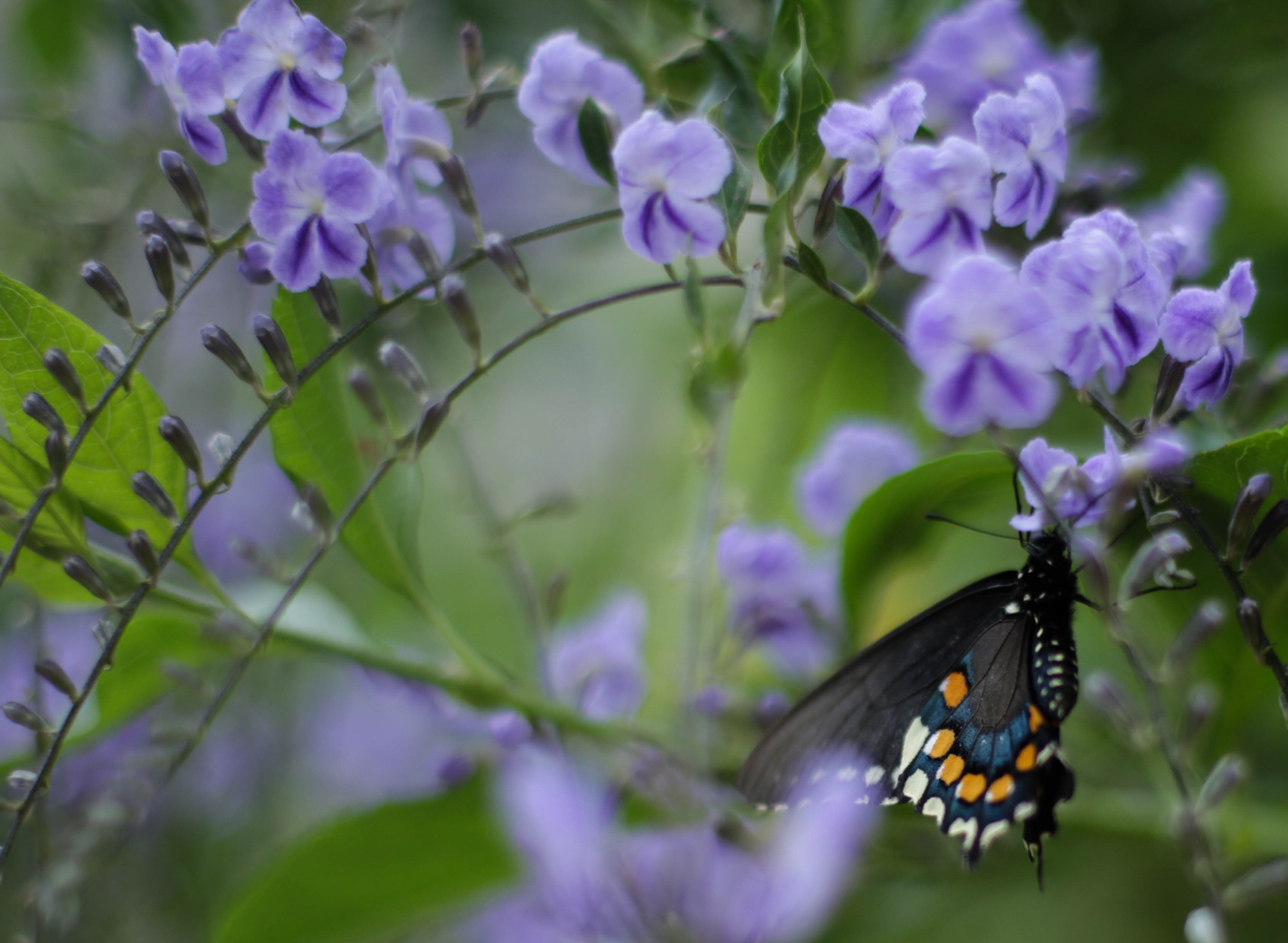  The Pipeline/Blue Swallowtail Butterfly (Battus Philenor) was one of the many speicies of native Californian butterflies on display at the Butterfly Pavilion outside the National History Museum. The Butterfly Pavilion was one of the many exhibits on