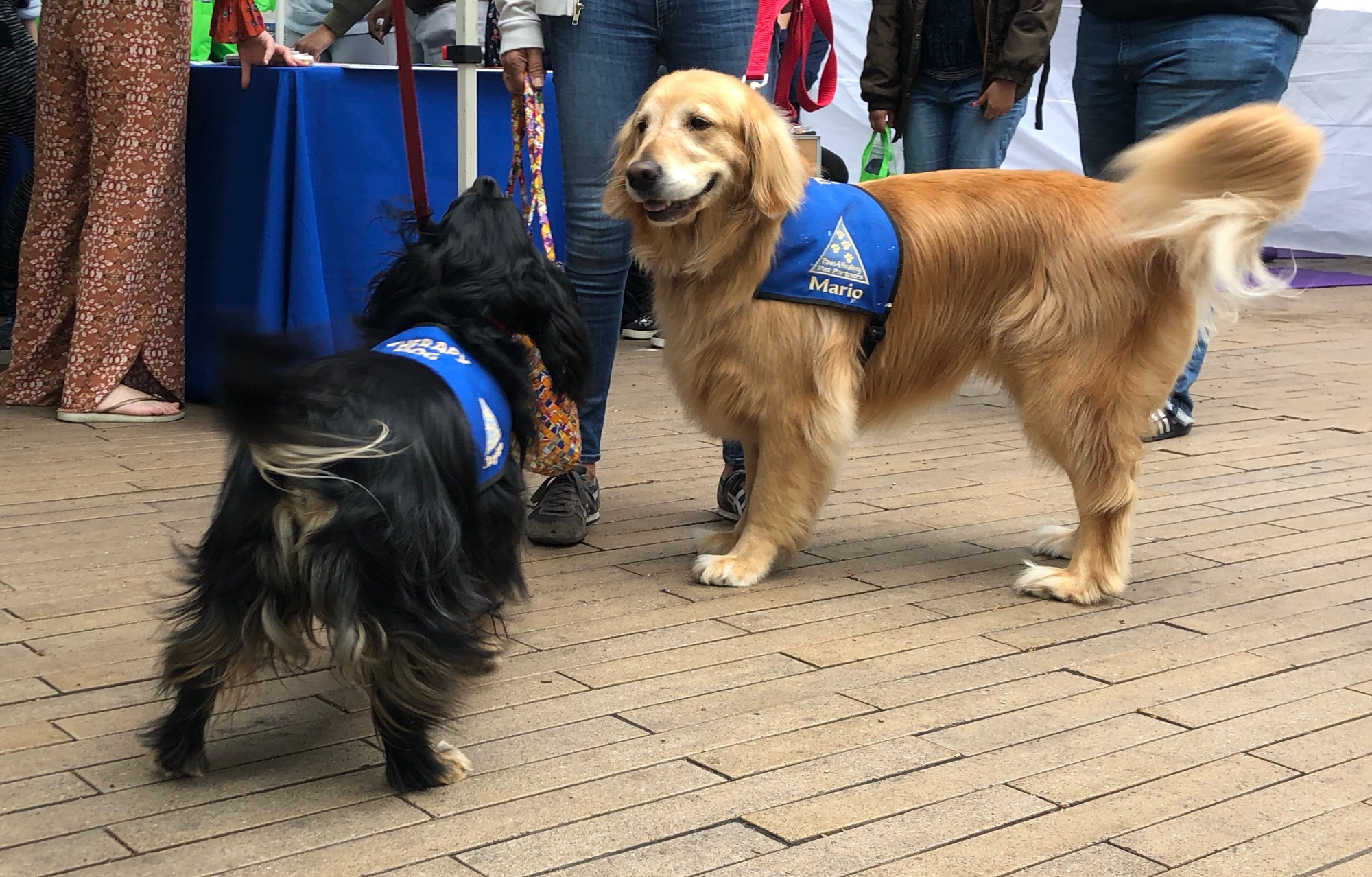  Therapy dogs Clayton (left) and Mario (right), came by Active Minds event on Thursday, May 24, 2018 at Santa Monica College, in Santa Monica, California to say hello to students and help reduce their stress. (Jennifer Nystrom/Corsair Photo) 