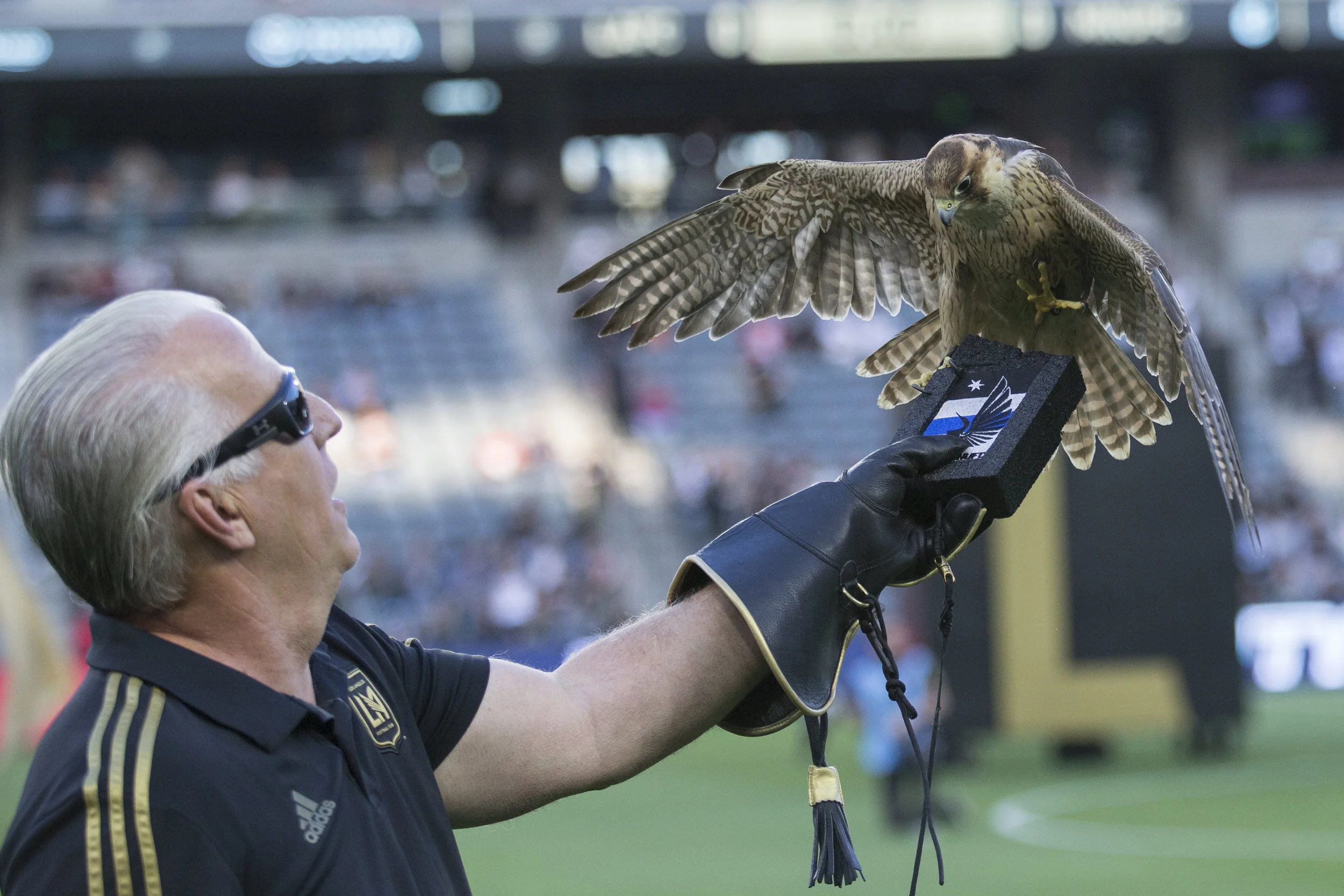 The Los Angeles Football Club (LAFC) mascot, Olly the Falcon, (named after Olvera Street) ends his pre-game fly around at the Banc of California Stadium on May 9, 2018. LAFC beat the Minnesota United Football Club 2-0. (Zane Meyer-Thornton/Corsair Photo)
