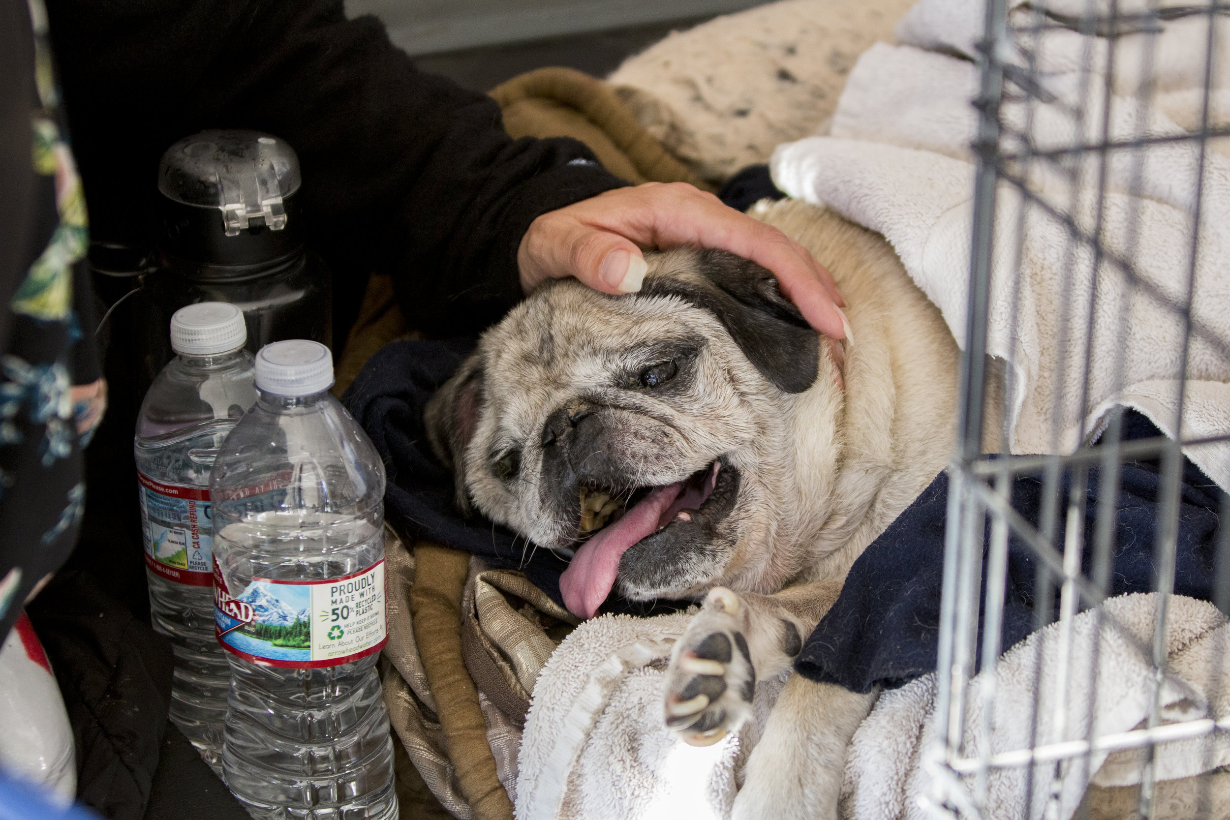  Stephania D'Amore, from Westlake Village, cares for one of her pets, Bogey the pug, while sitting in the hallway at the Woolsey fire evacuation center set up at Los Angeles Pierce College on November 9, 2018 in Woodland Hills, Calif. When asked if s
