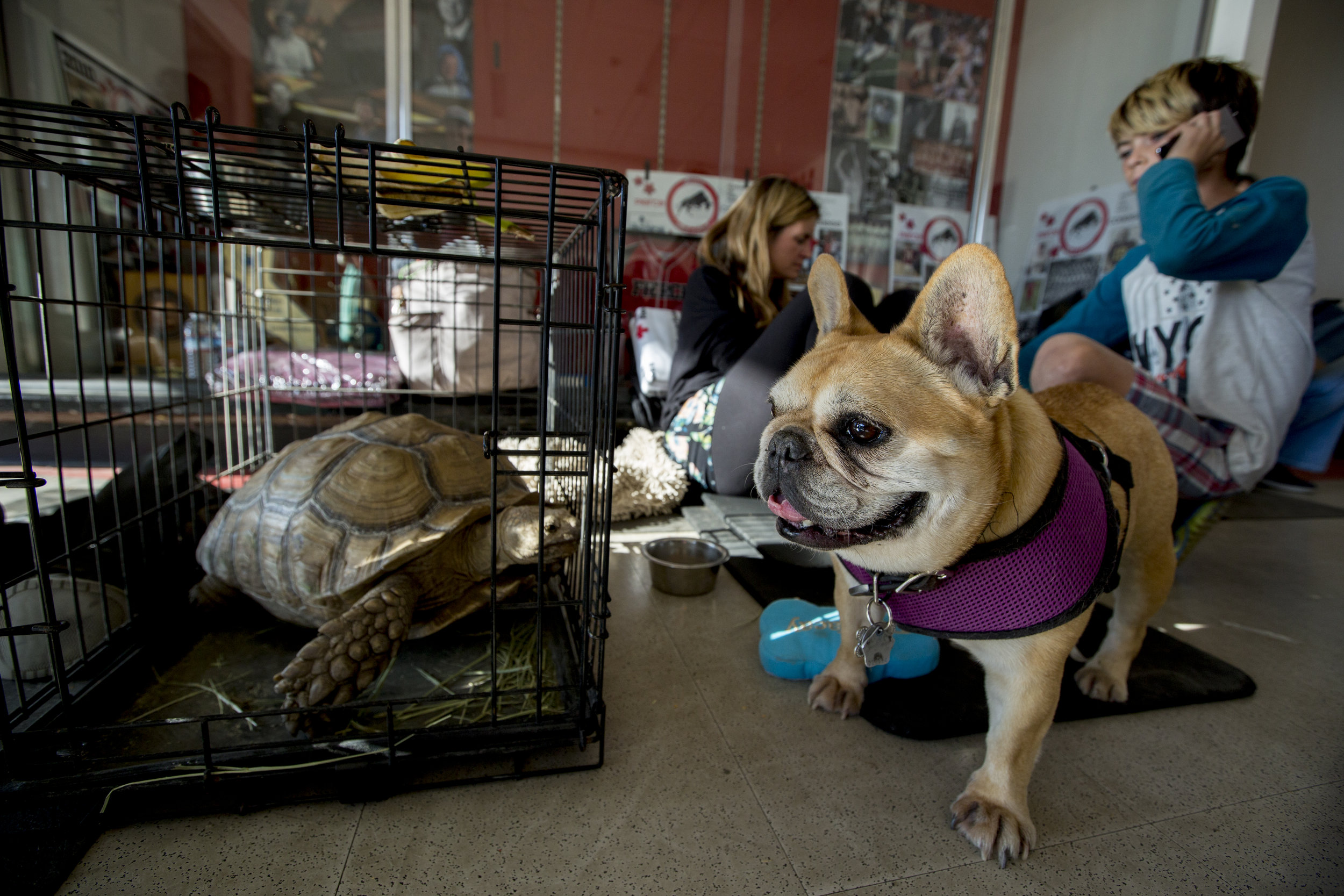  Stella the French Bulldog (right) stands alert while her owner, Stephania D'Amore (center-back), settles in with the rest of the family and pets at the Woolsey fire evacuation center set up at Los Angeles Pierce College on November 9, 2018 in Woodla