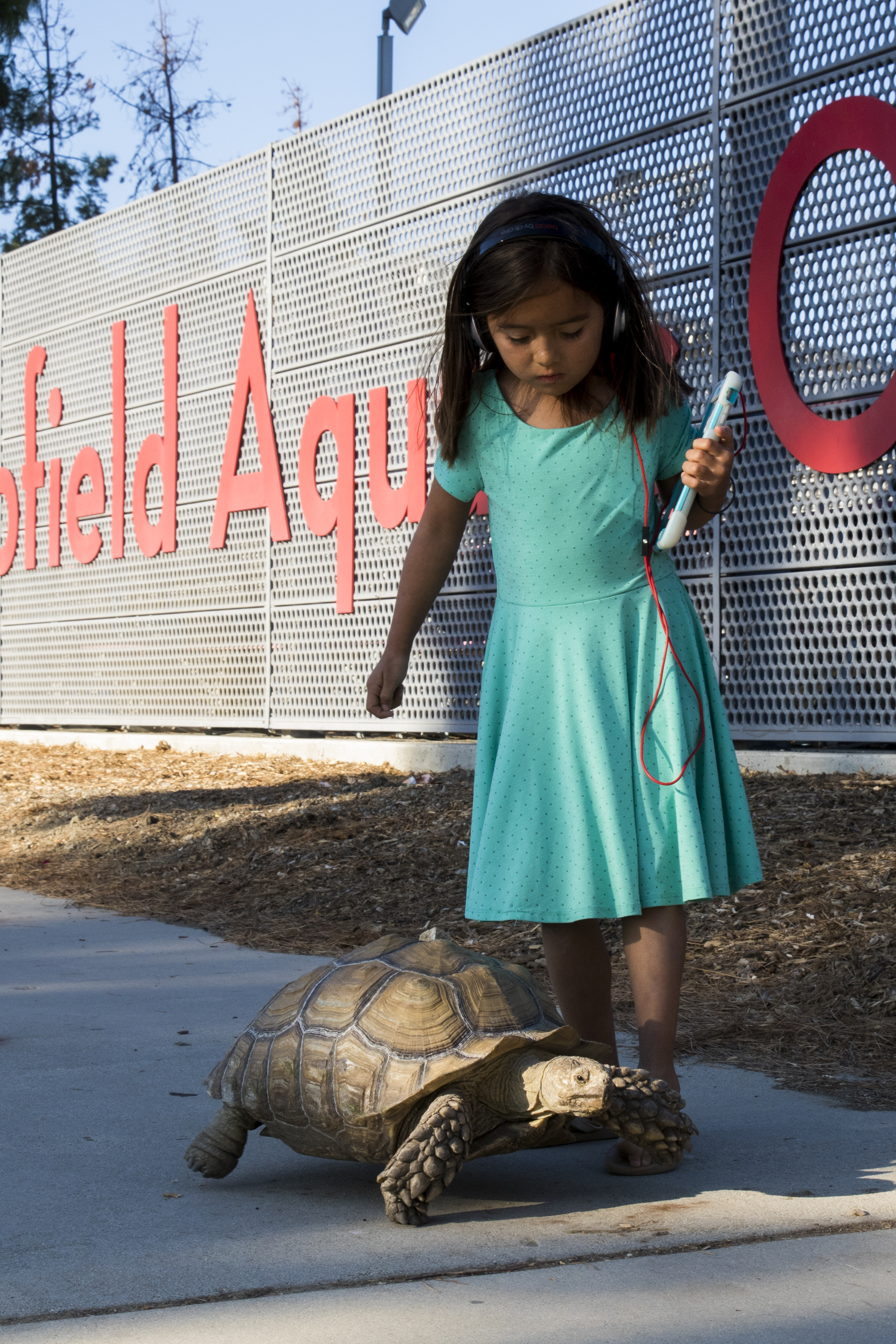  The daugher of the D'Amore family keeps a watchful eye over their family tortoise, Betty at their evacuation center at Pierce College in Woodland Hills, California on November 9, 2018. The D'Amore family evacuated their home in Westlake at 2 AM the 