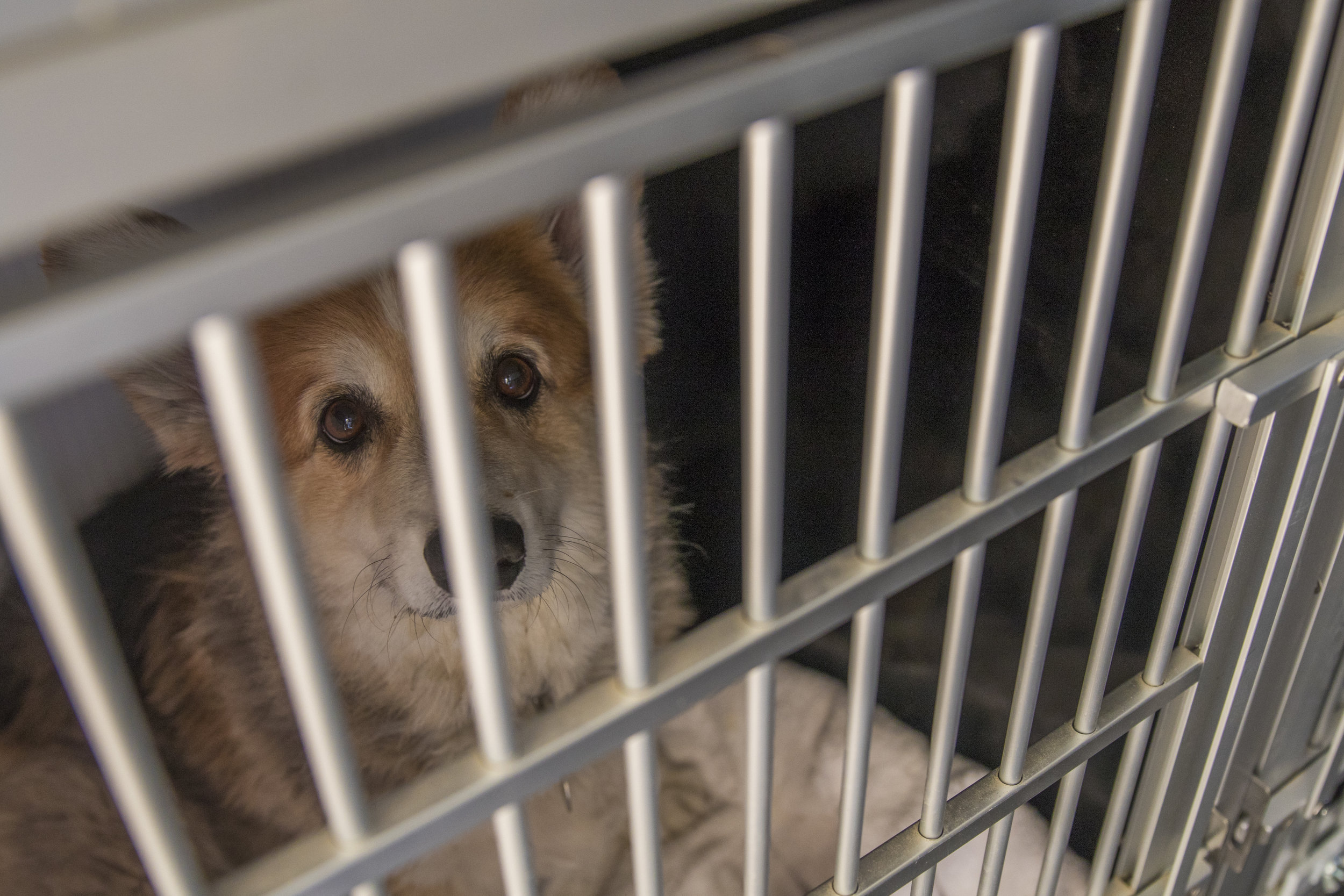  A dog sits inside of an Animal Safe located at an evacuation center located at Pierce College in Woodland Hills, California on November 9, 2018. Animal Safe's are set up so animal owners have a safe place to leave their pets while they get refreshme