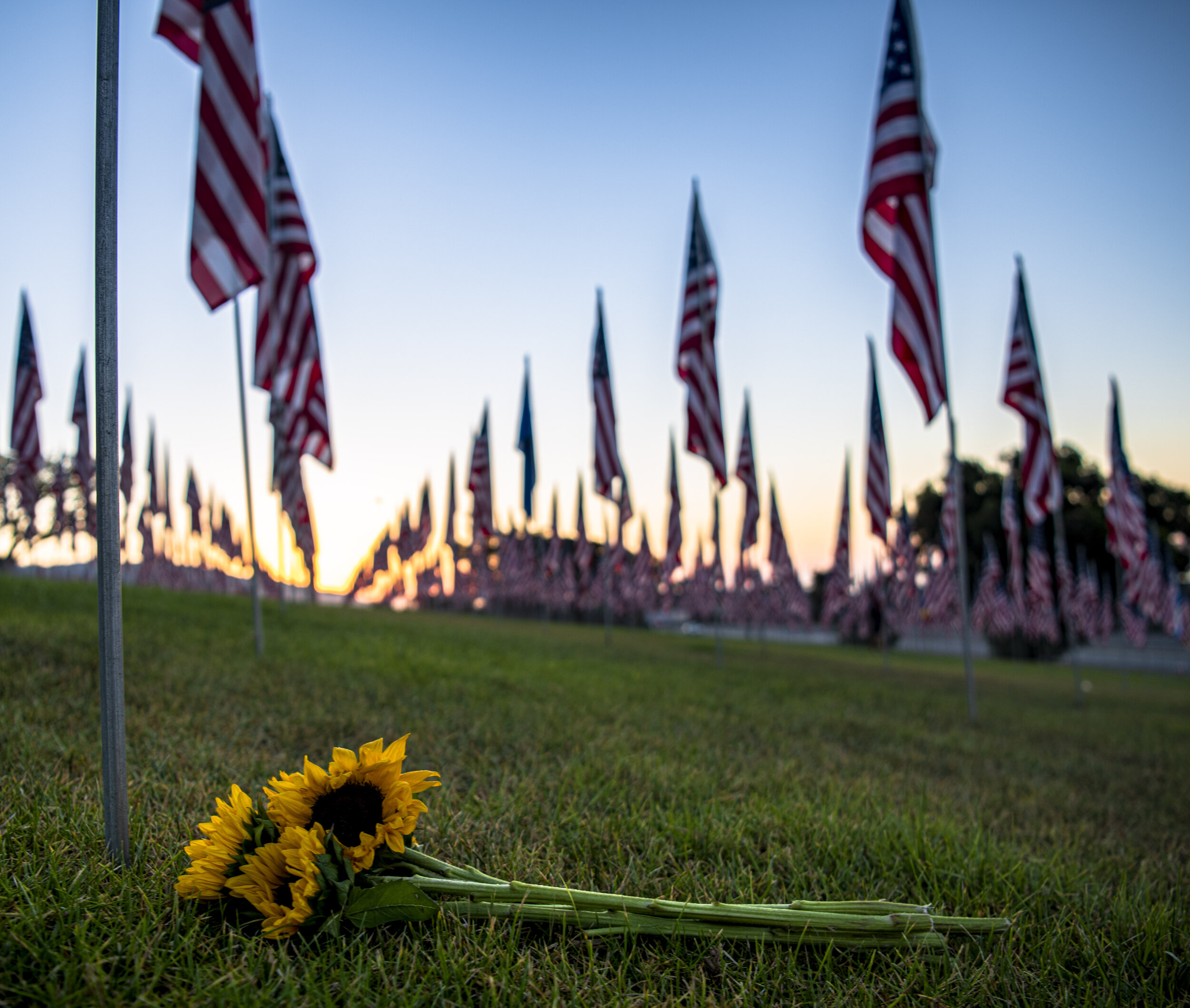  Sunflowers lay at the base of the Flags set out for each American lost in the 9/11 attacks 20 years ago today on September 11, 2021, at Pepperdine University located in Malibu, Calif. (Jon Putman | The Corsair) 