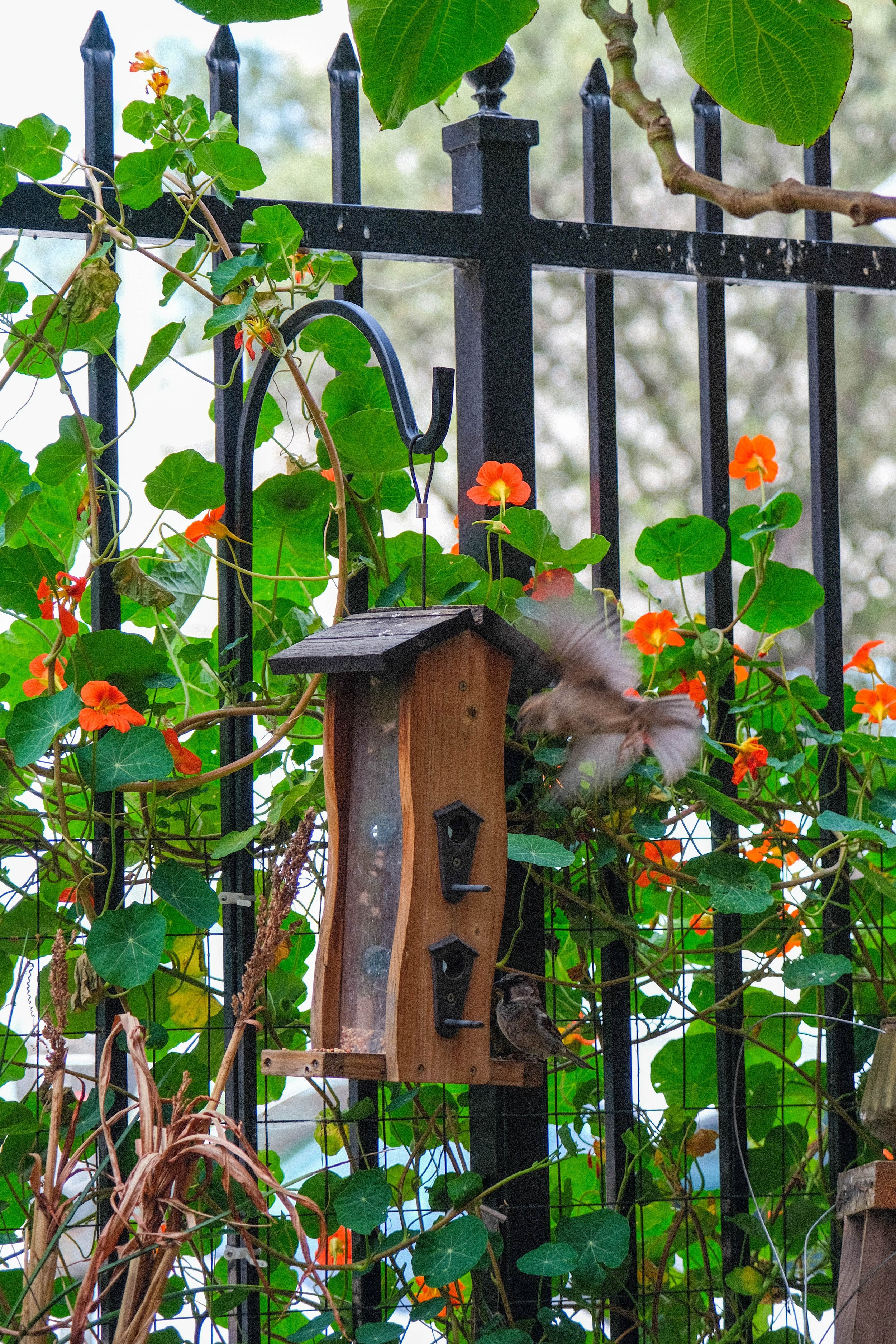  As Rain Boe Wave talks, a bird sits to eat seeds from the filled bird feeder. Spring Street Community Garden in Downtown Los Angeles on Monday, March 21, 2022. (Anna Sophia Moltke | The Corsair) 