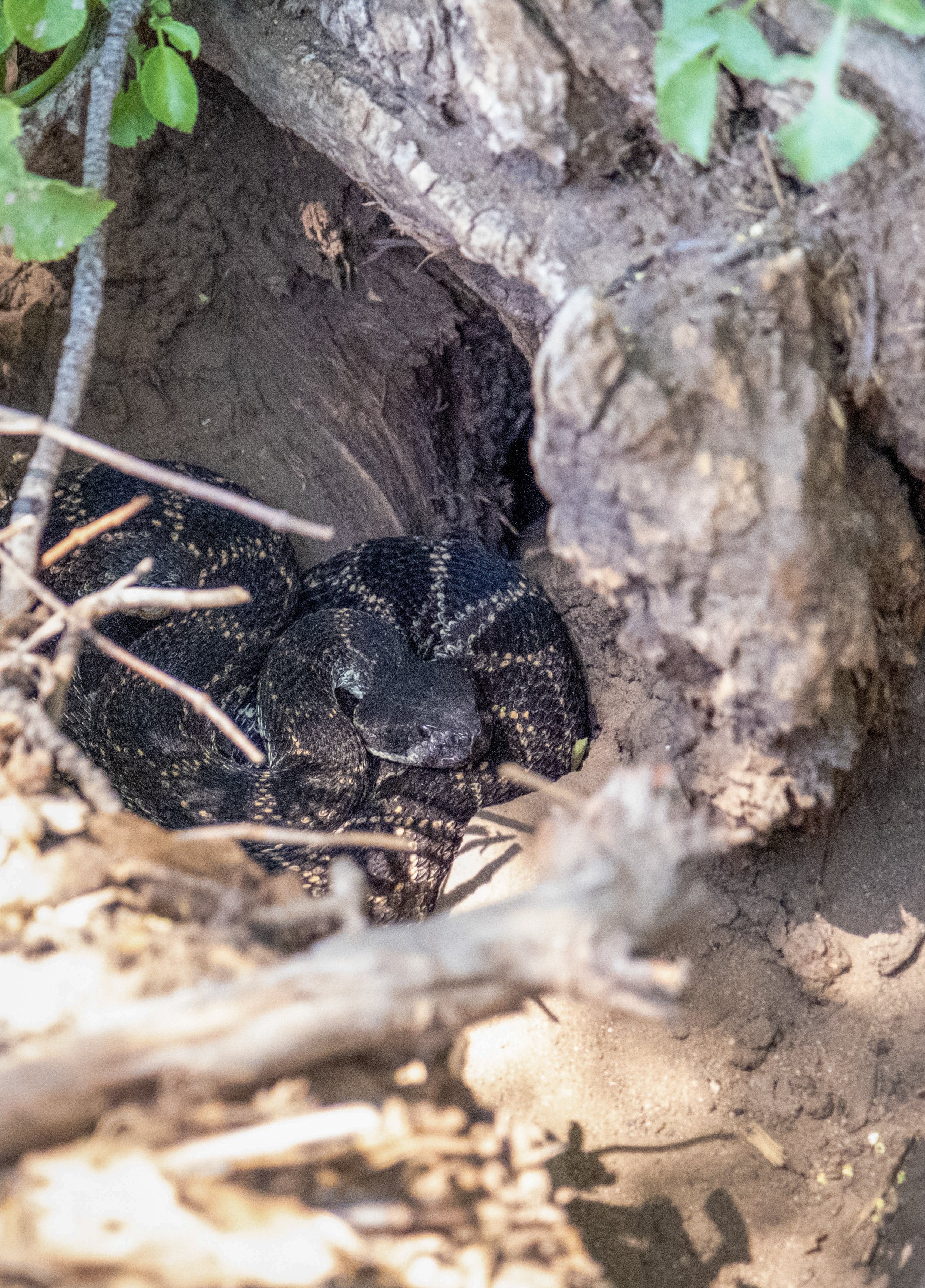  A Melanistic Diamondback Rattlesnake, coiled in a hole at the base of a tree at Stoney Point Park in Chatsworth, Los Angeles, California on Saturday, April 9, 2022. (Anna Sophia Moltke | The Corsair) 