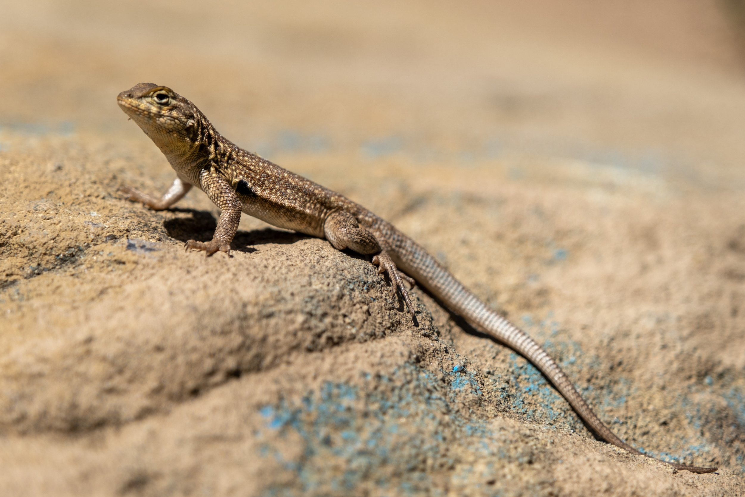 Lizard basking on a rock in the sun at Stoney Point Park in Chatsworth, Los Angeles, California on Saturday, April 9, 2022. (Anna Sophia Moltke | The Corsair) 