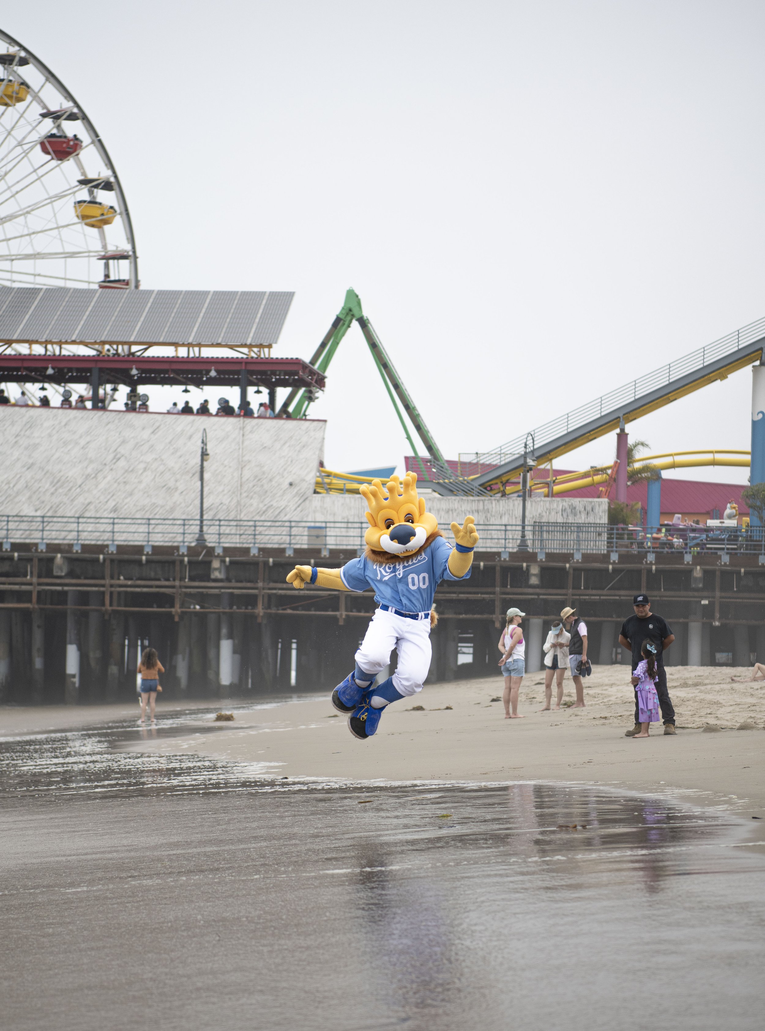  Sluggerrr the Kansas City Royals Mascott clacks his heals in joy as he embraces the California beach. (Jon Putman | The Corsair) 