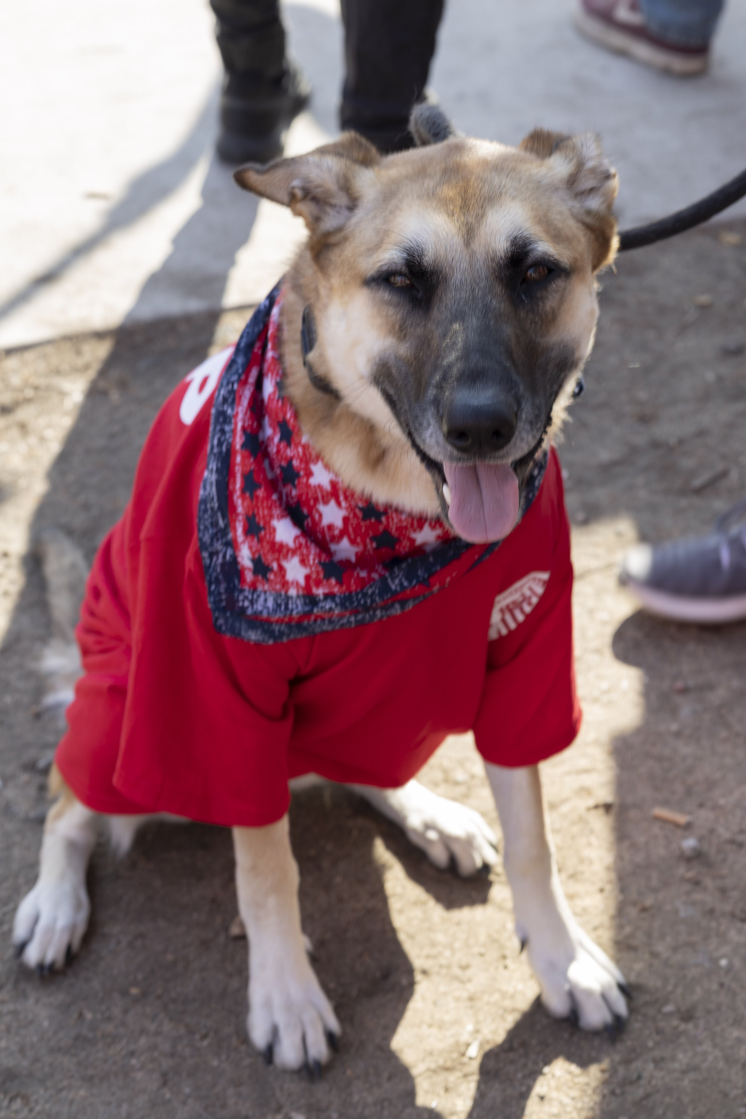  Haley the dog wearing her red shirt for the EMS march for fair wages in downtown Los Angeles. Haley wasn't the only dog marching for fair wages, many of the EMS workers joining in the march brought their four-legged friends as well. East Los Angeles