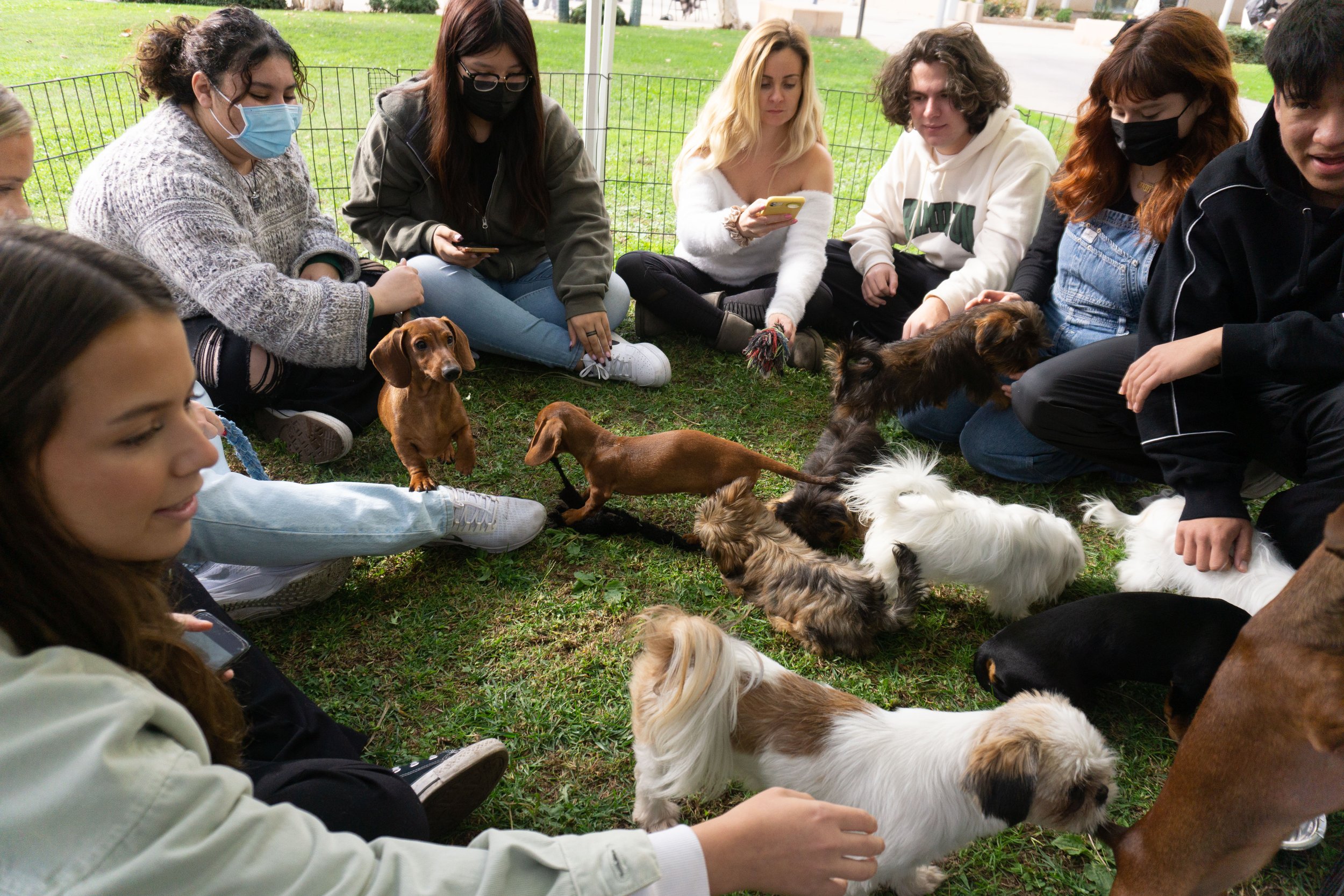  Students petting puppies at the "Pre Finals Chill Out" at Santa Monica college main campus  on Tuseday, December 6, 2022, in Santa Monica, Calif. The event is to relax students a week before finals begin (Daniel De Anda | The Corsair 