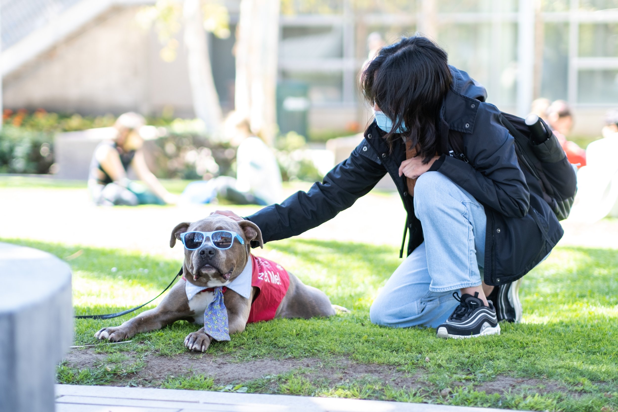  Allyson Jimenez, Animal Science major, kneels to pet Rusty, an American Staffordshire Terrier therapy dog, on the Quad at Motivational Madness, an event for students to relax and take a break from studying on Tuesday, March 4th, 2023 at Santa Monica