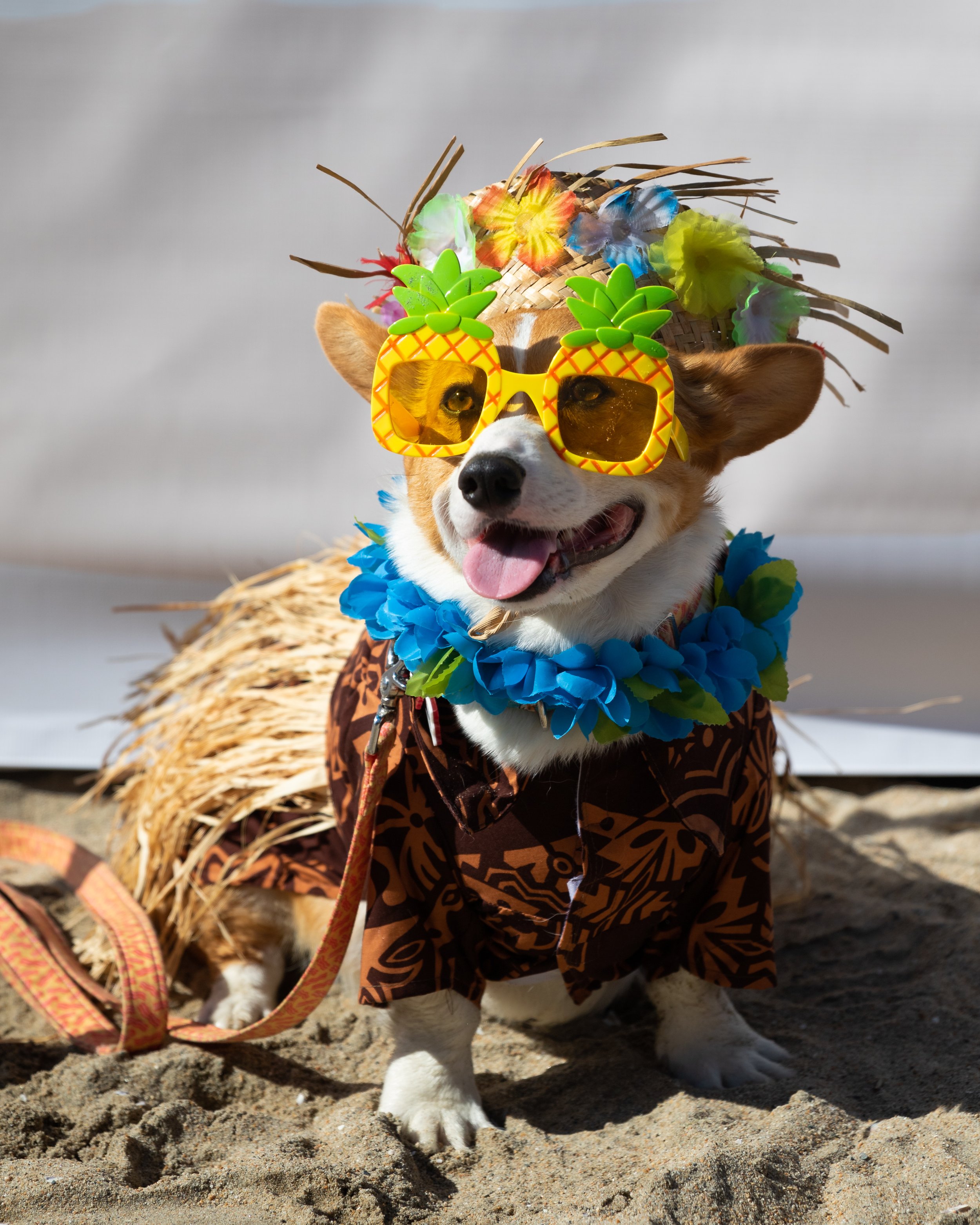  Bacon posing for pictures outside the Main Arena during Corgi Beach Day at Huntington Dog Beach, Huntington Beach, Calif., on Saturday, April 1, 2023. There were over a thousand people in attendance with over 100 Corgis competing. (Caylo Seals | The