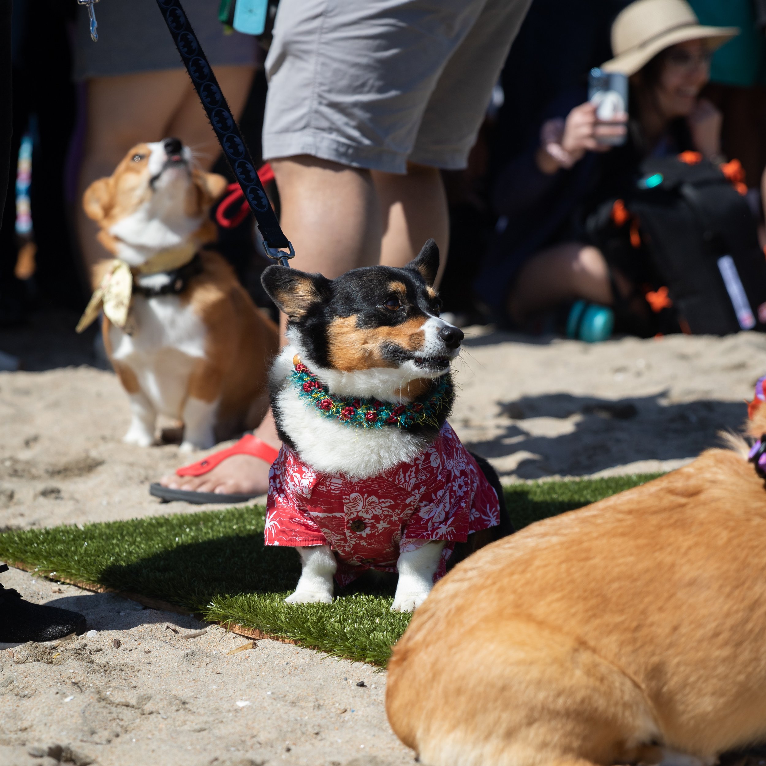  Kilo sitting during Corgi Musical Chairs, where the last to sit is eliminated, during Corgi Beach Day at Huntington Dog Beach, Huntington Beach, Calif., on Saturday, April 1, 2023. Kilo came in first place during this event. (Caylo Seals | The Corsa