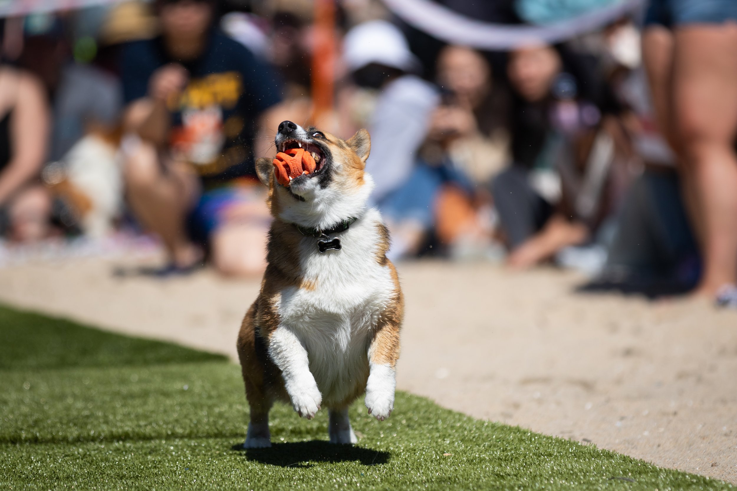  The first contestant catching a ball and scoring a point in the Fetch Fanatic Contest during Corgi Beach Day at Huntington Dog Beach, Huntington Beach, Calif., on Saturday, April 1, 2023. They ended up in tied second place, with five balls caught in