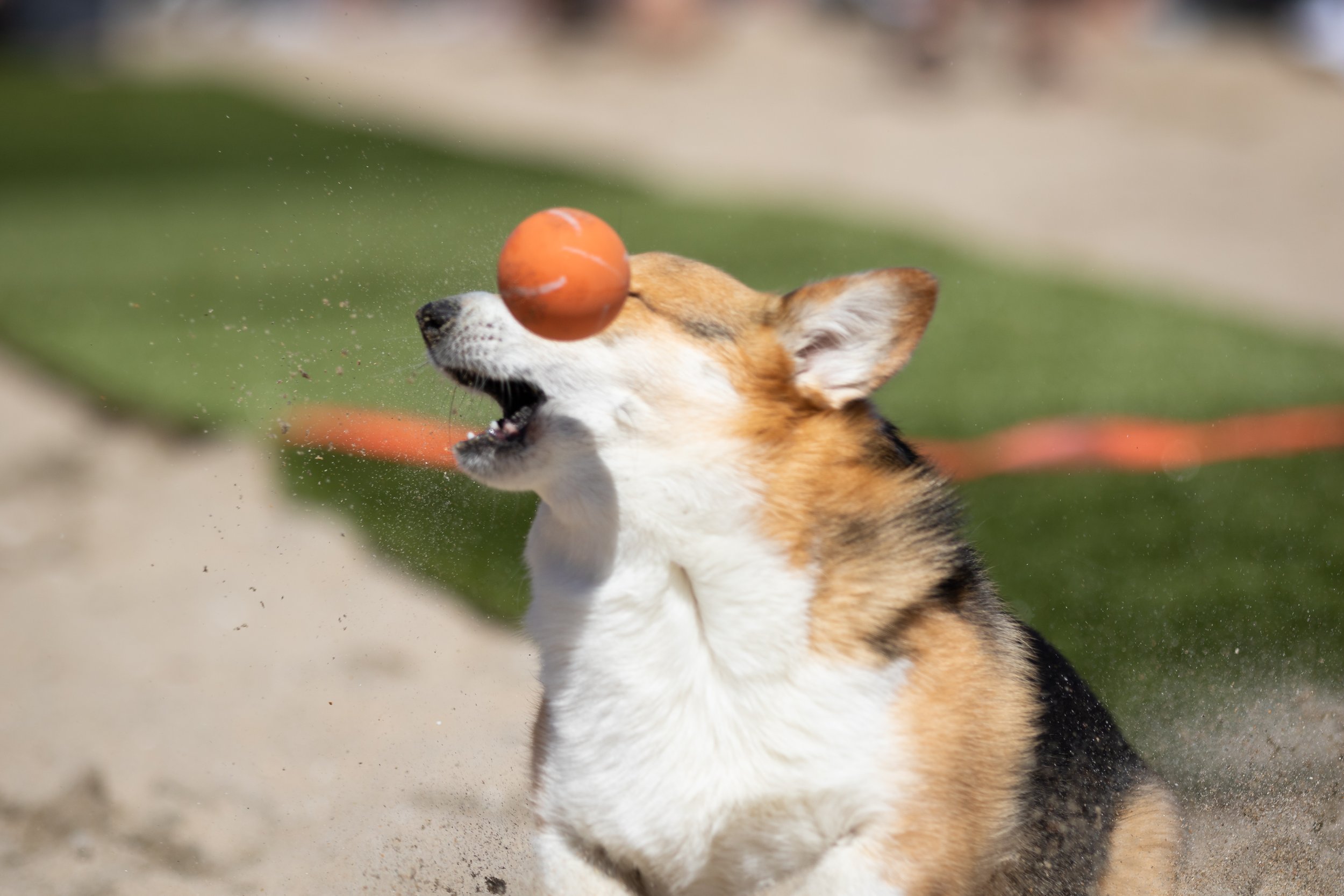  The first contestant attempting to catch a ball and scoring a point in the Fetch Fanatic Contest during Corgi Beach Day at Huntington Dog Beach, Huntington Beach, Calif., on Saturday, April 1, 2023. They ended up in tied second place, with five ball