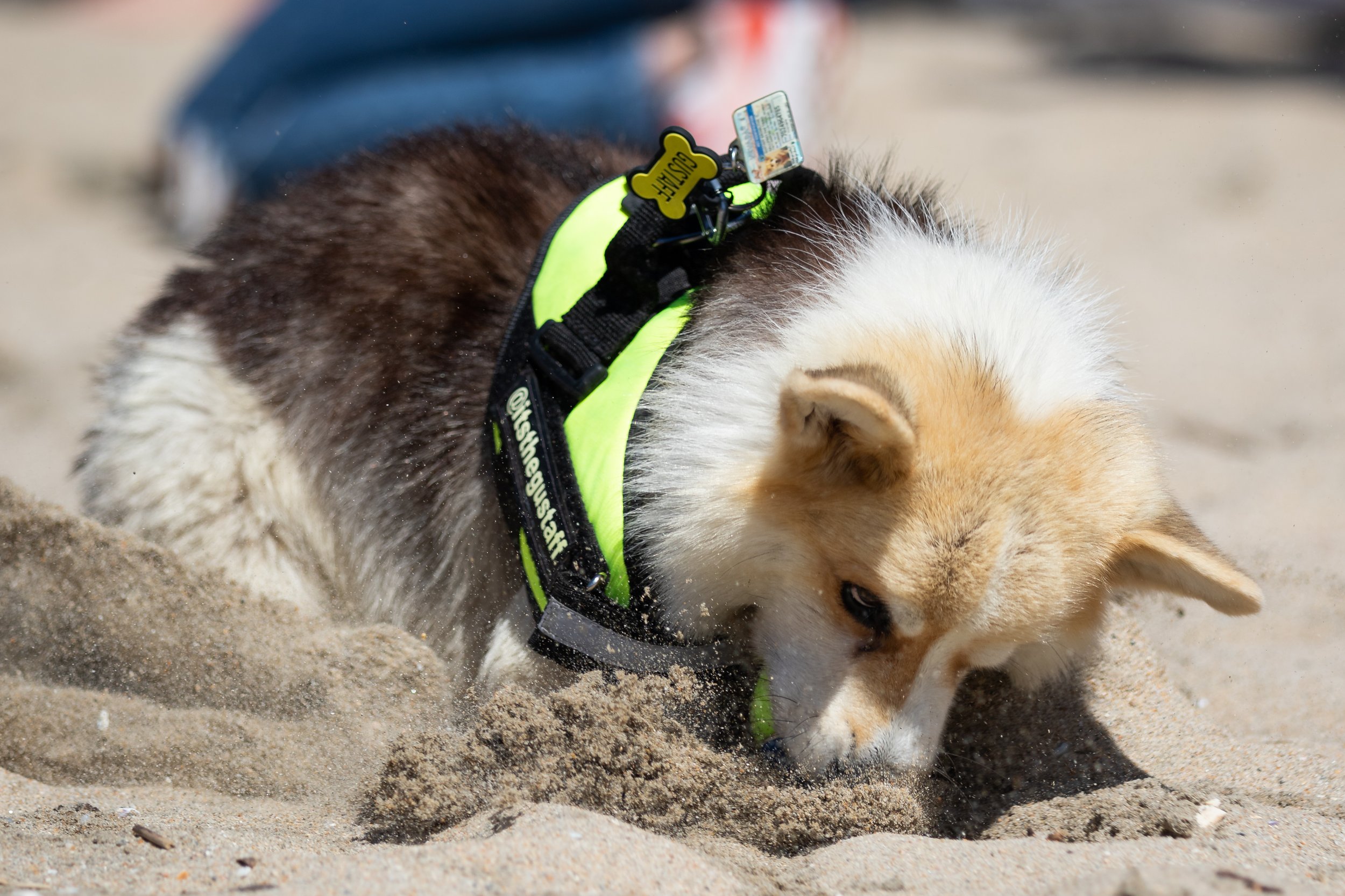  Gustaff catching a ball and scoring a point in the Fetch Fanatic Contest during Corgi Beach Day at Huntington Dog Beach, Huntington Beach, Calif., on Saturday, April 1, 2023. The Corgis had 60 seconds to catch as many balls thrown by their owners as