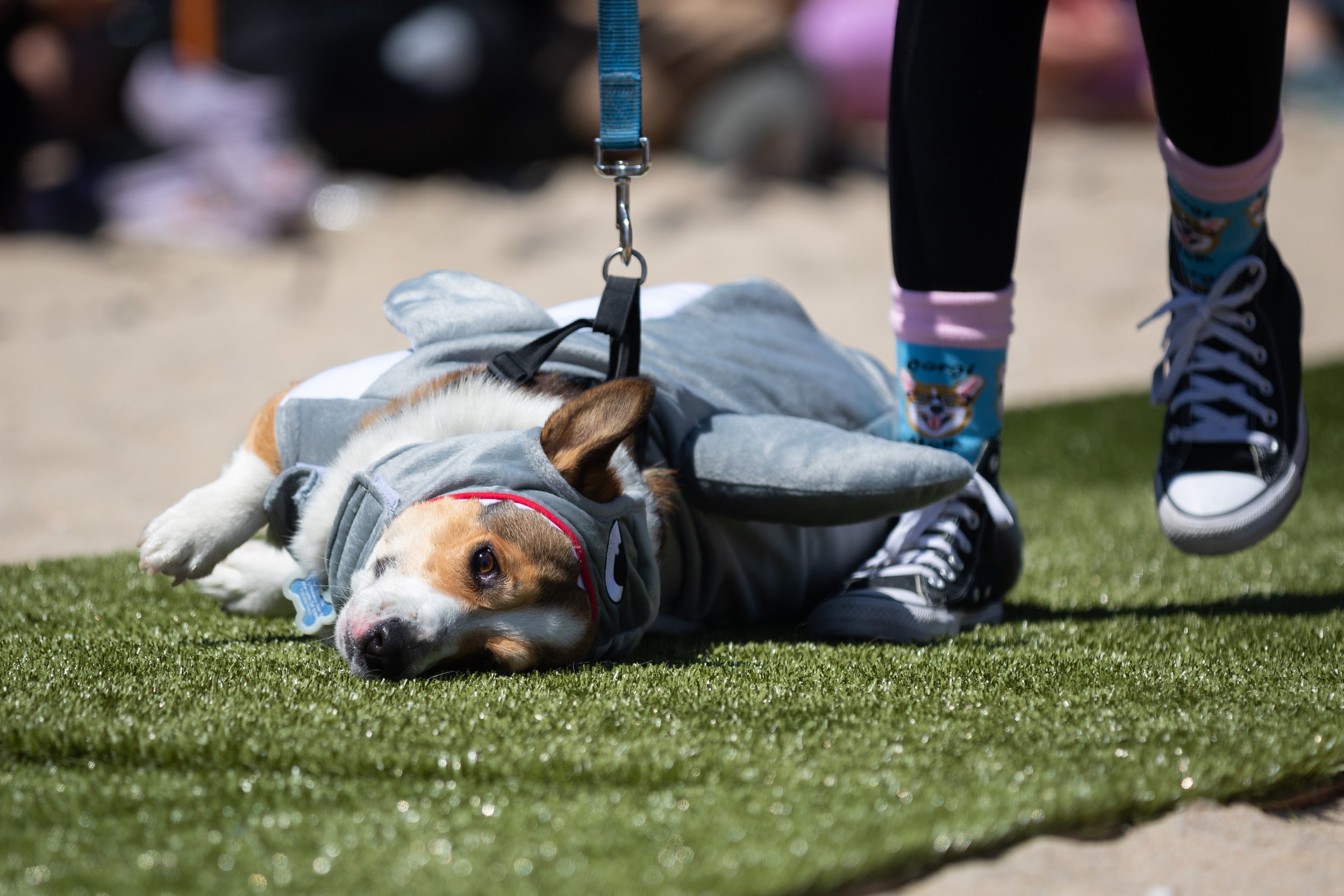  Milo, dressed in a shark costume for the anything goes part of the Best Corgi Costume Contest, rolls on turf during Corgi Beach Day at Huntington Dog Beach, Huntington Beach, Calif., on Saturday, April 1, 2023. There were over a thousand people in a