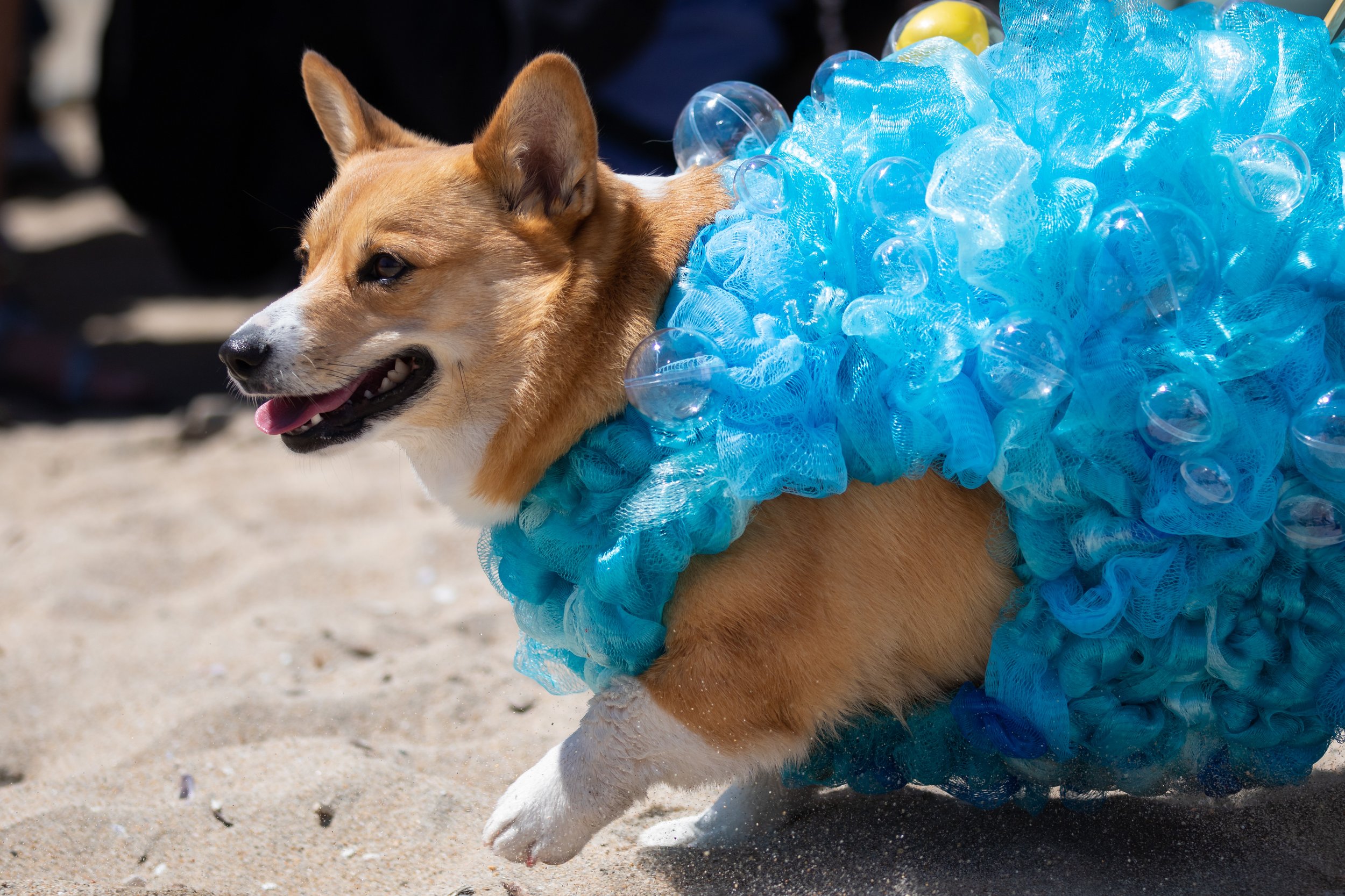  Mazi dressed as a loofah for the anything goes part of the Best Corgi Costume Contest during Corgi Beach Day at Huntington Dog Beach, Huntington Beach, Calif., on Saturday, April 1, 2023. There were over a thousand people in attendance with over 100