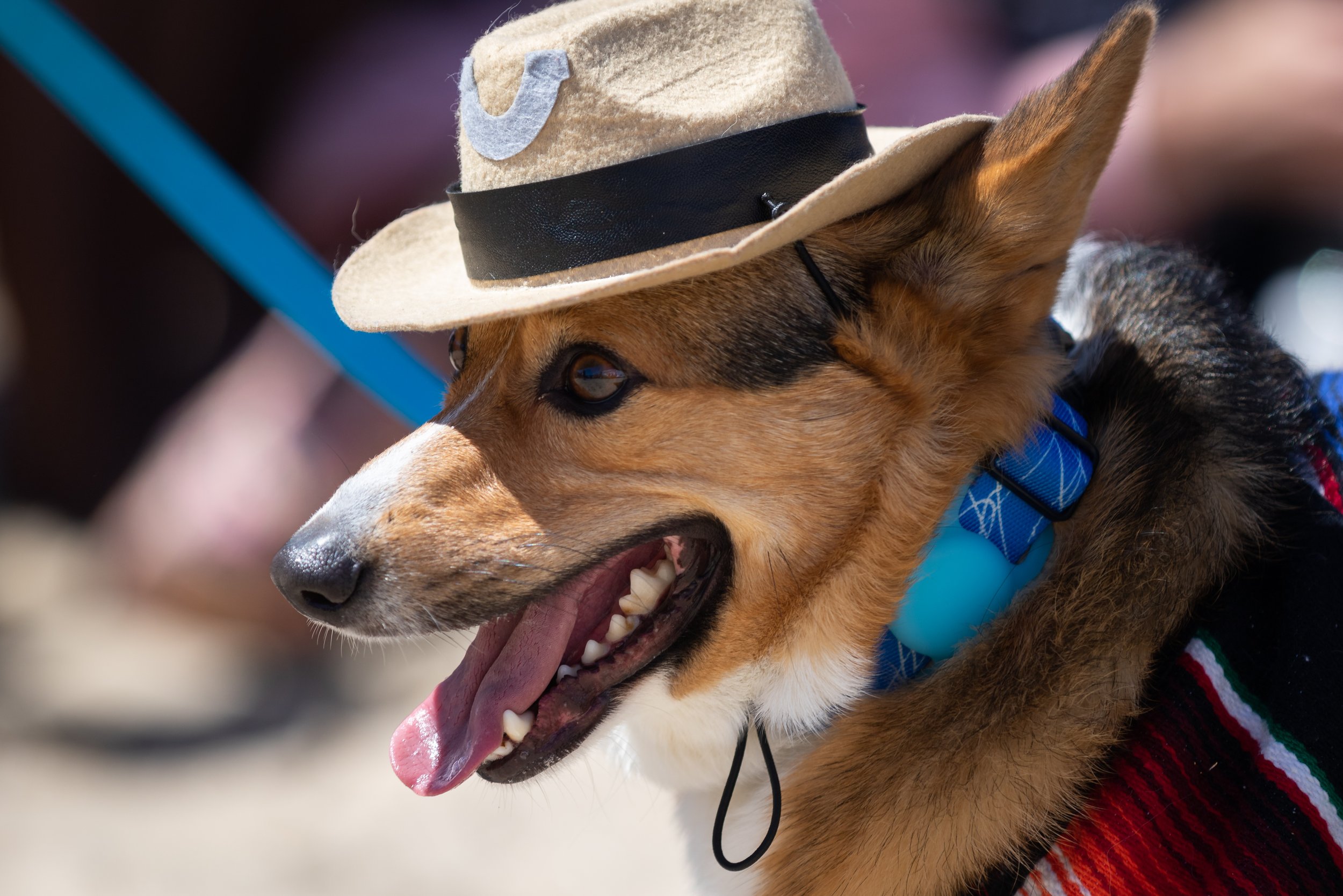  A corgi dressed as a cowboy for the anything goes part of the Best Corgi Costume Contest during Corgi Beach Day at Huntington Dog Beach, Huntington Beach, Calif., on Saturday, April 1, 2023. There were over a thousand people in attendance with over 