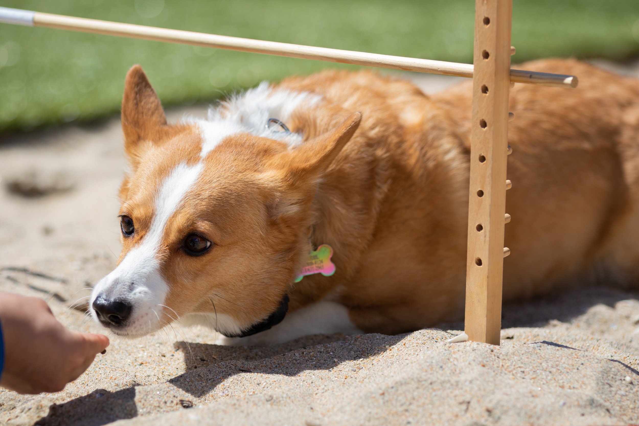  A corgi attempts to 'limbo' for the Corgi Limbo Contest during Corgi Beach Day at Huntington Dog Beach, Huntington Beach, Calif., on Saturday, April 1, 2023. There were over a thousand people in attendance with over 100 Corgis competing. (Caylo Seal