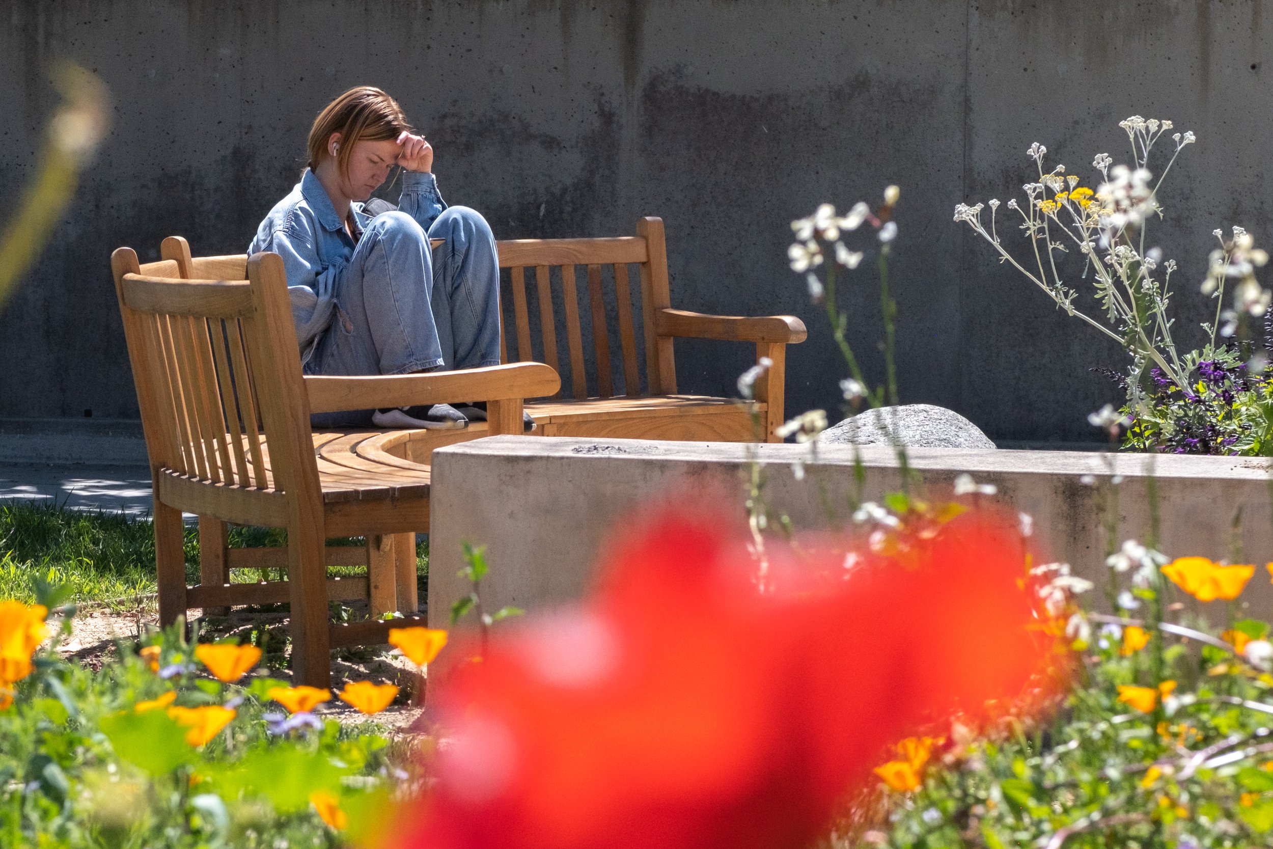  A student sits reading on a bench amidst spring wildflowers on Friday, April 21, 2023, on the main campus of Santa Monica College in Santa Monica, Calif. (Akemi Rico | The Corsair) 