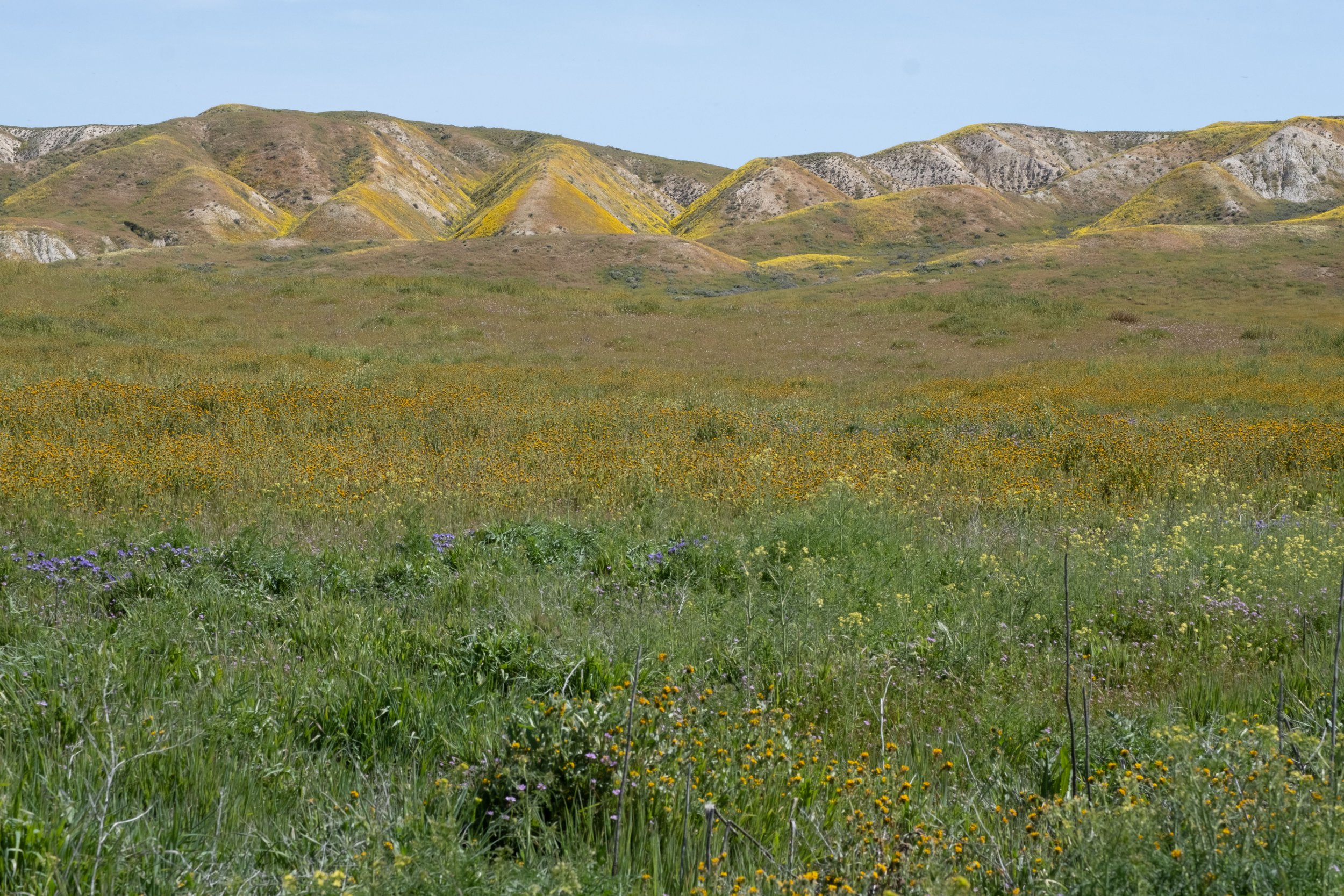  The wildflowers are blooming profusely in Carrizo Plain National Monument in Santa Margarita, Calif. on Monday, April 24th, 2023. Soda Lake Road runs through the middle and offers an easy way to see the views. (Akemi Rico | The Corsair) 