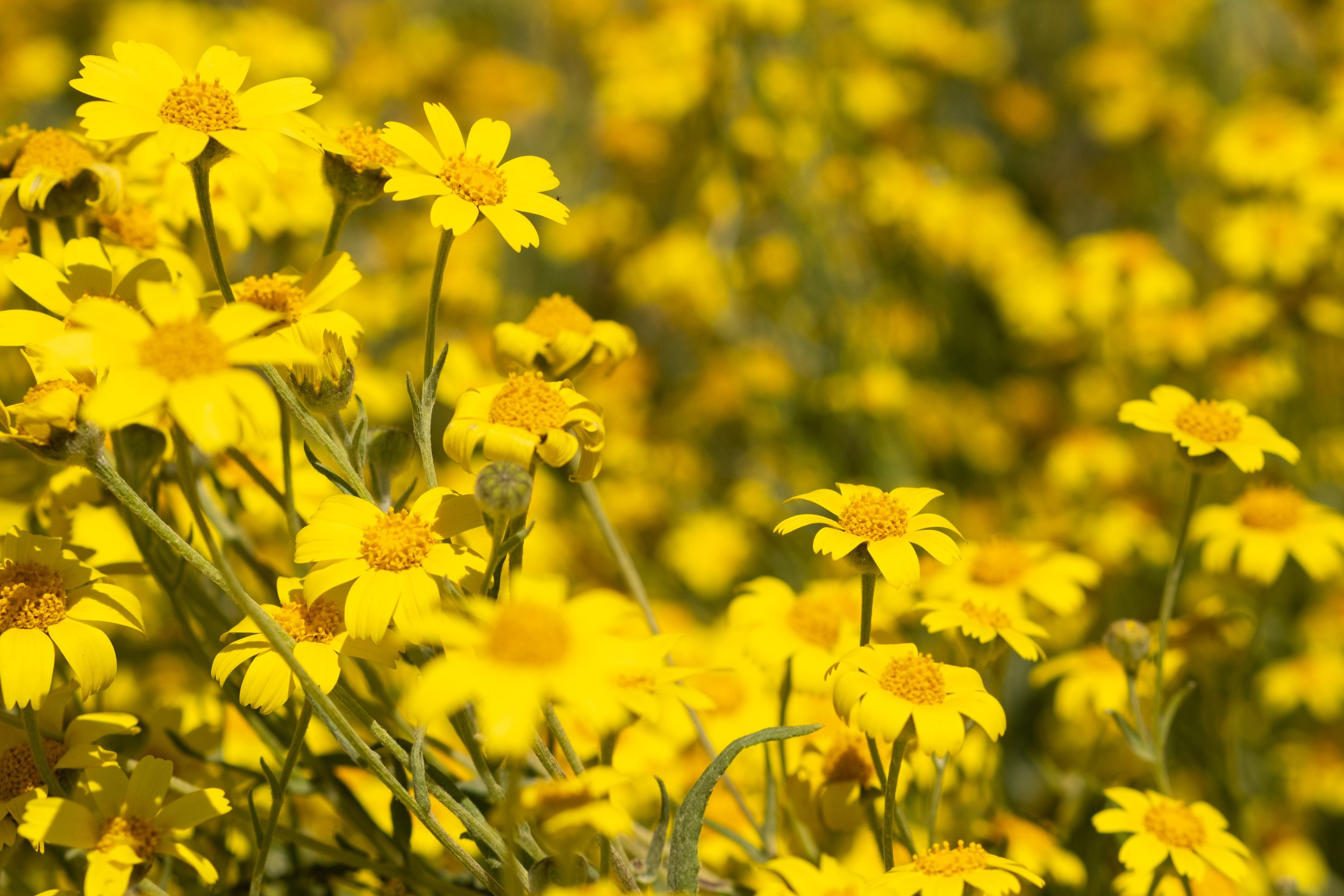  A close up of Bigelow’s coreopsis (Leptosyne bigelovii), which are blooming profusely in Carrizo Plain National Monument in Santa Margarita, Calif. on Monday, April 24th, 2023. Soda Lake Road runs through the middle and offers an easy way to see the
