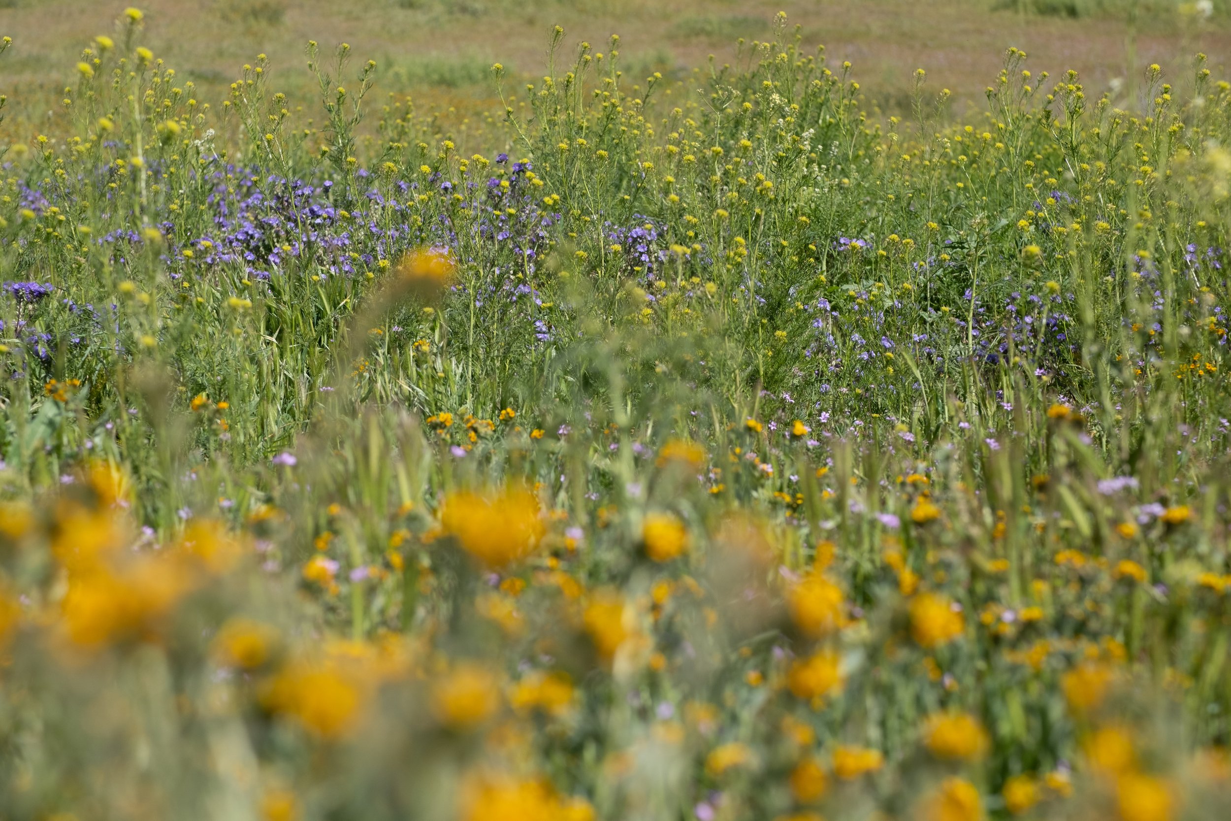  The wildflowers are blooming profusely in Carrizo Plain National Monument in Santa Margarita, Calif. on Monday, April 24th, 2023. Soda Lake Road runs through the middle and offers an easy way to see the views. (Akemi Rico | The Corsair) 