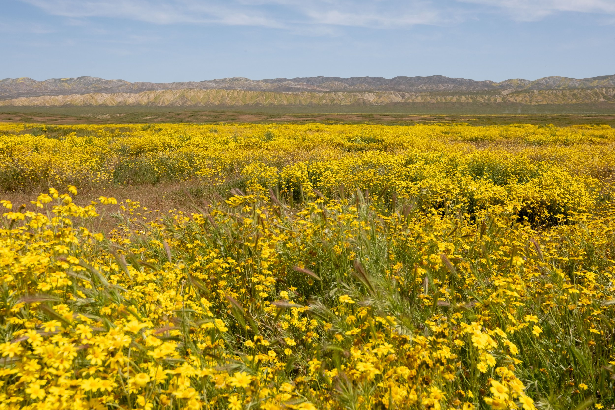  The bright yellow Bigelow’s coreopsis (Leptosyne bigelovii)are blooming profusely in Carrizo Plain National Monument in Santa Margarita, Calif. on Monday, April 24th, 2023. Soda Lake Road runs through the middle and offers an easy way to see the vie