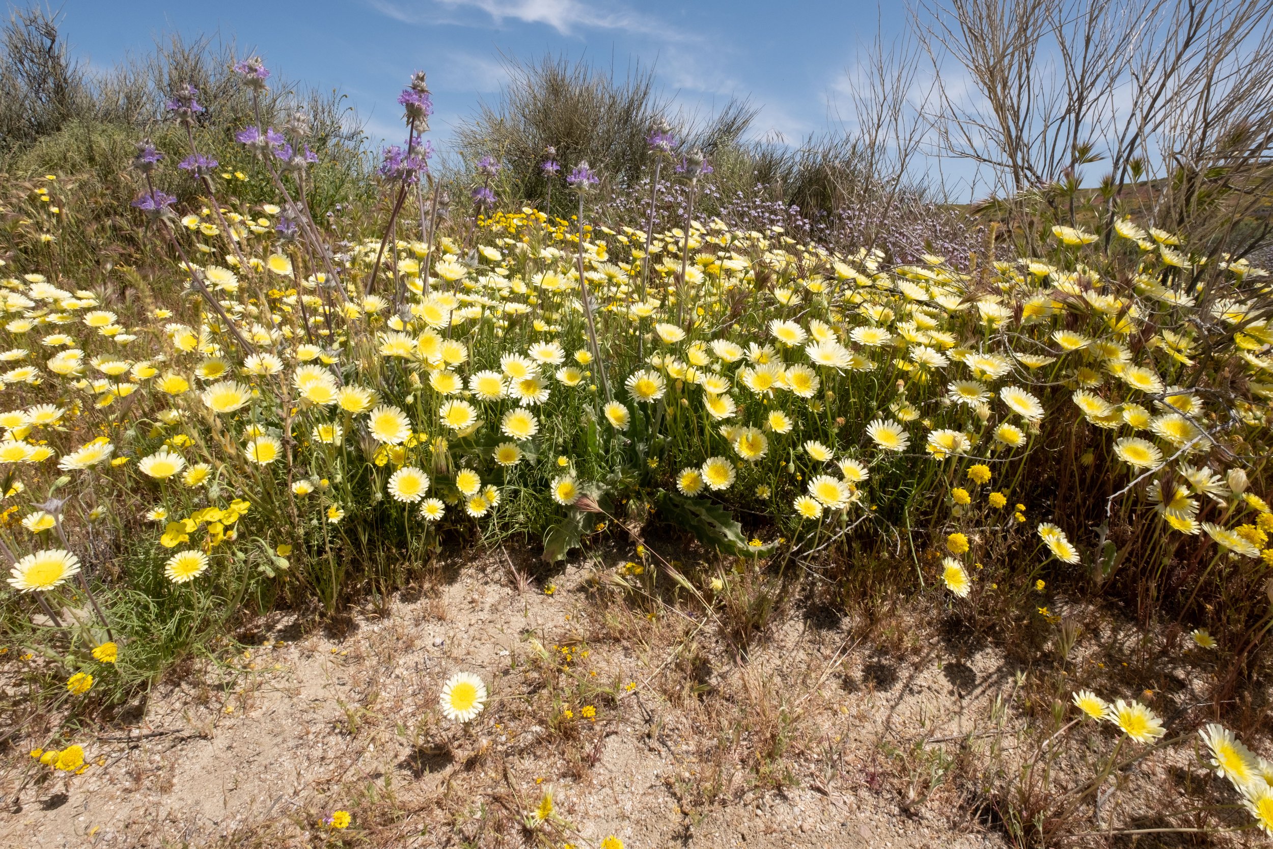  The wildflowers are blooming profusely in Carrizo Plain National Monument in Santa Margarita, Calif. on Monday, April 24th, 2023. Soda Lake Road runs through the middle and offers an easy way to see the views. (Akemi Rico | The Corsair) 