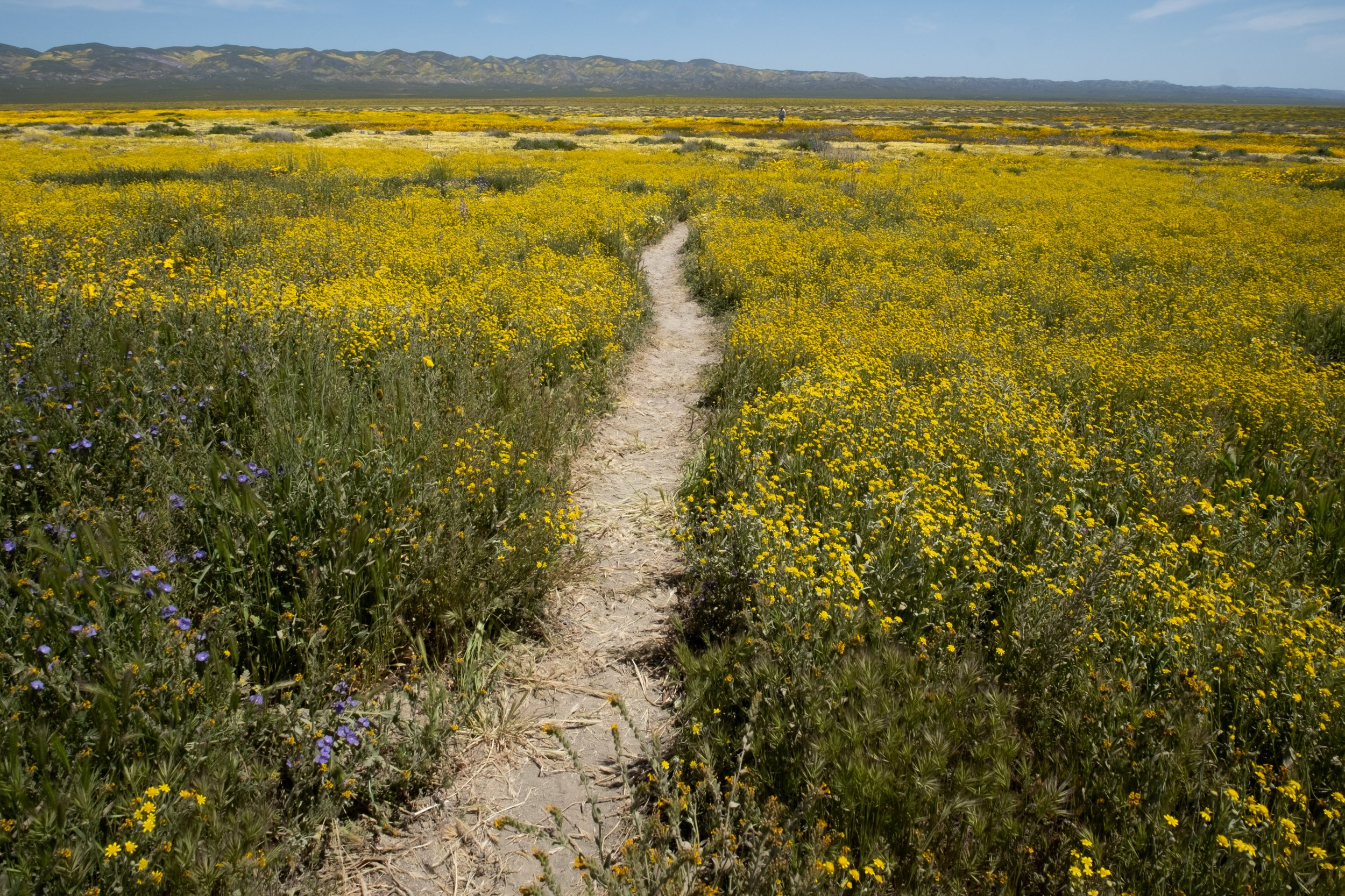  The wildflowers are blooming profusely in Carrizo Plain National Monument in Santa Margarita, Calif. on Monday, April 24th, 2023. The hills lining Elkhorn Road on the north side of theh park are especially bright. (Akemi Rico | The Corsair) 