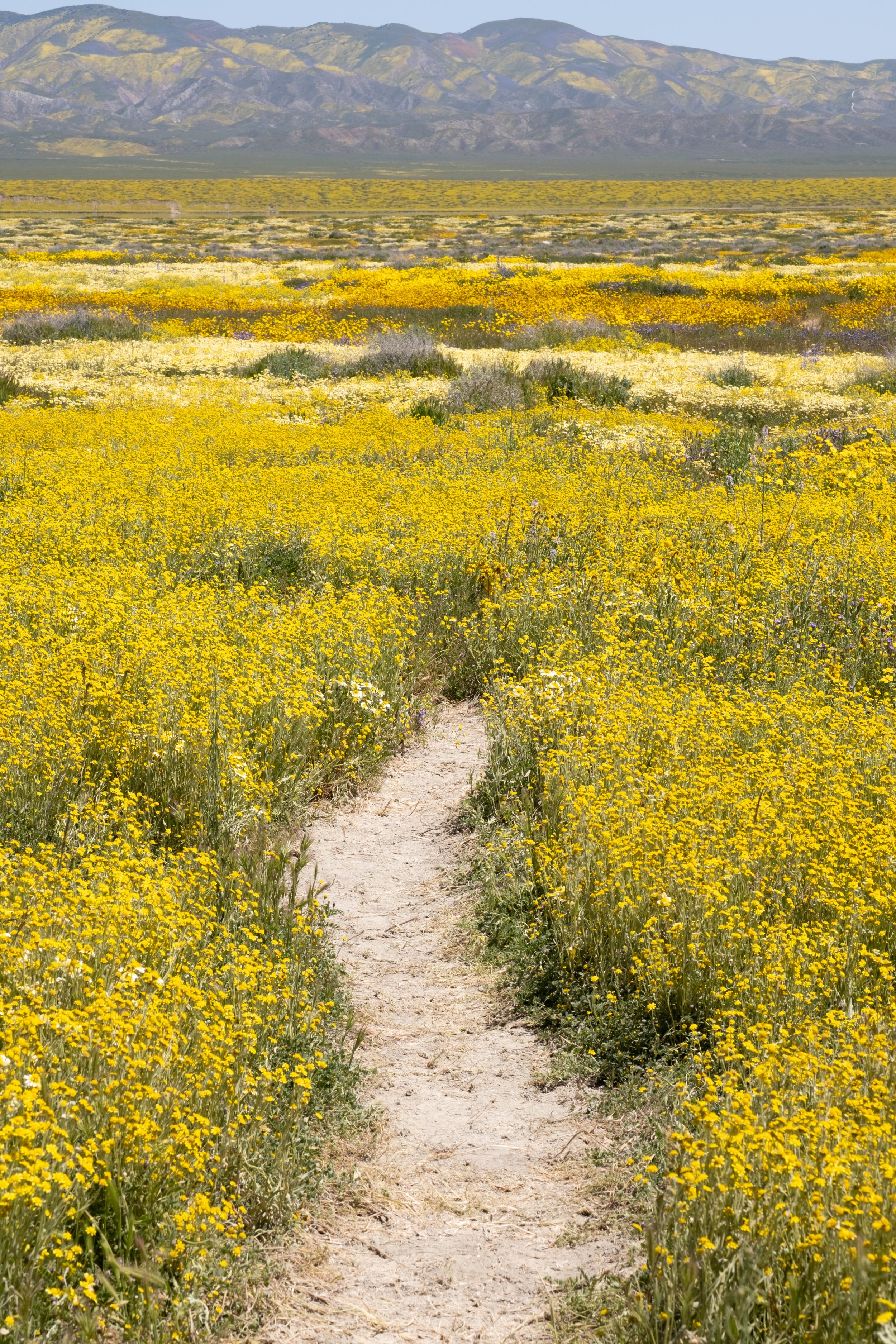  The wildflowers are blooming profusely in Carrizo Plain National Monument in Santa Margarita, Calif. on Monday, April 24th, 2023. The hills lining Elkhorn Road on the north side of theh park are especially bright. (Akemi Rico | The Corsair) 