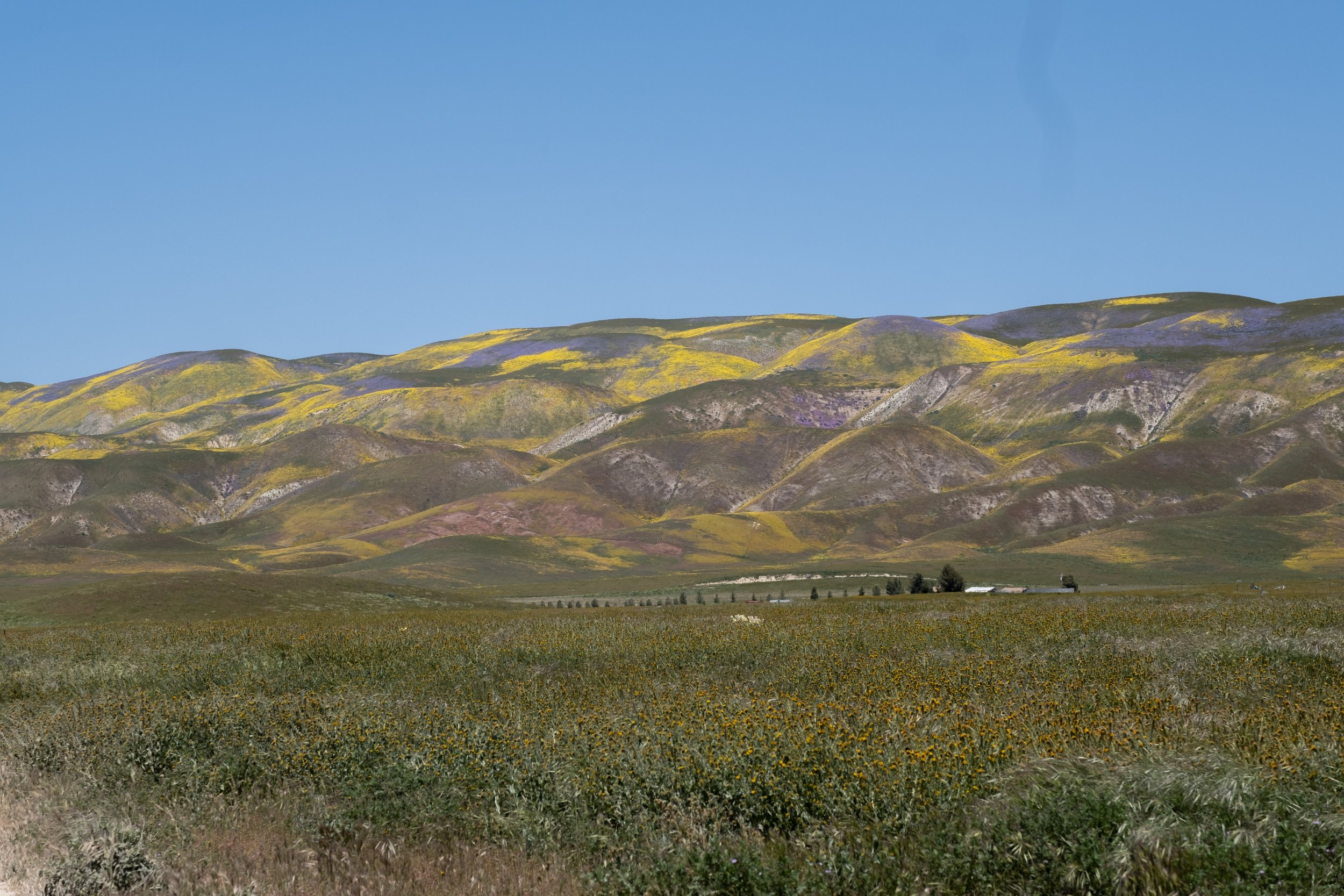  The wildflowers are blooming profusely in Carrizo Plain National Monument in Santa Margarita, Calif. on Monday, April 24th, 2023. The hills lining Elkhorn Road on the north side of theh park are especially bright. (Akemi Rico | The Corsair) 