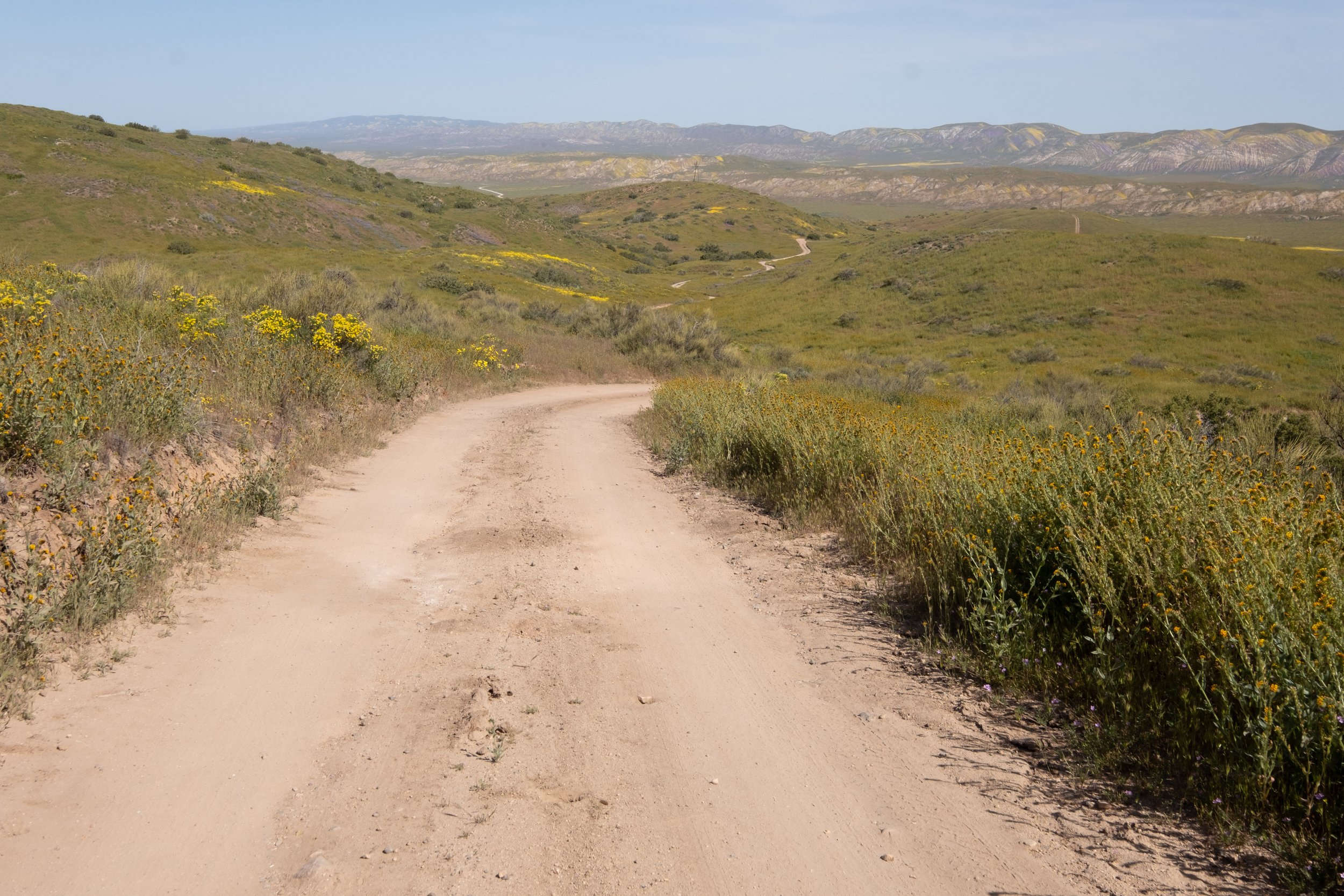  The wildflowers are blooming profusely in Carrizo Plain National Monument in Santa Margarita, Calif. on Monday, April 24th, 2023. Dirt roads lead off the main route and offer side trips to less visited parts of the Monument. (Akemi Rico | The Corsai