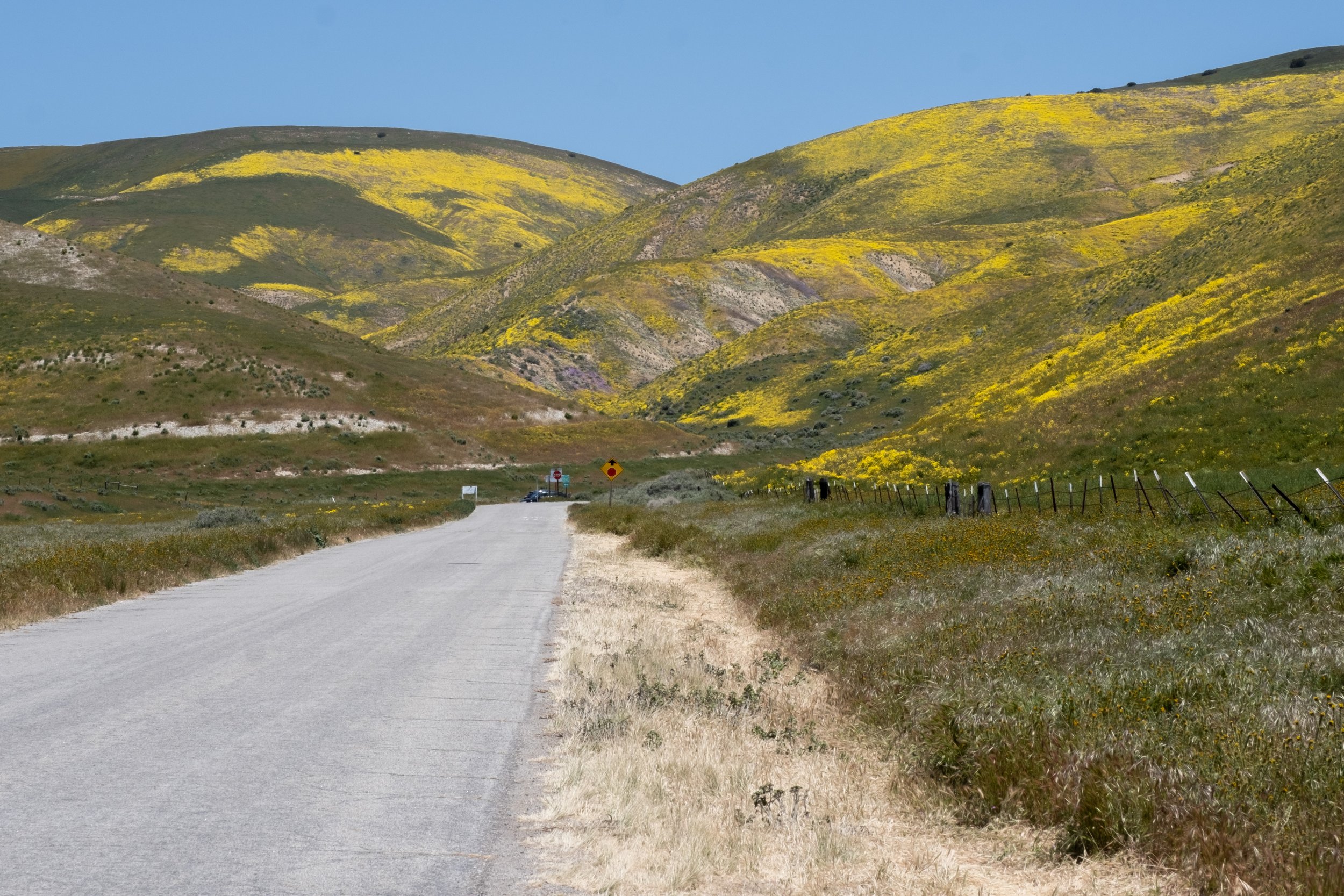  The wildflowers are blooming profusely in Carrizo Plain National Monument in Santa Margarita, Calif. on Monday, April 24th, 2023. The hills lining Elkhorn Road on the north side of theh park are especially bright. (Akemi Rico | The Corsair)d 