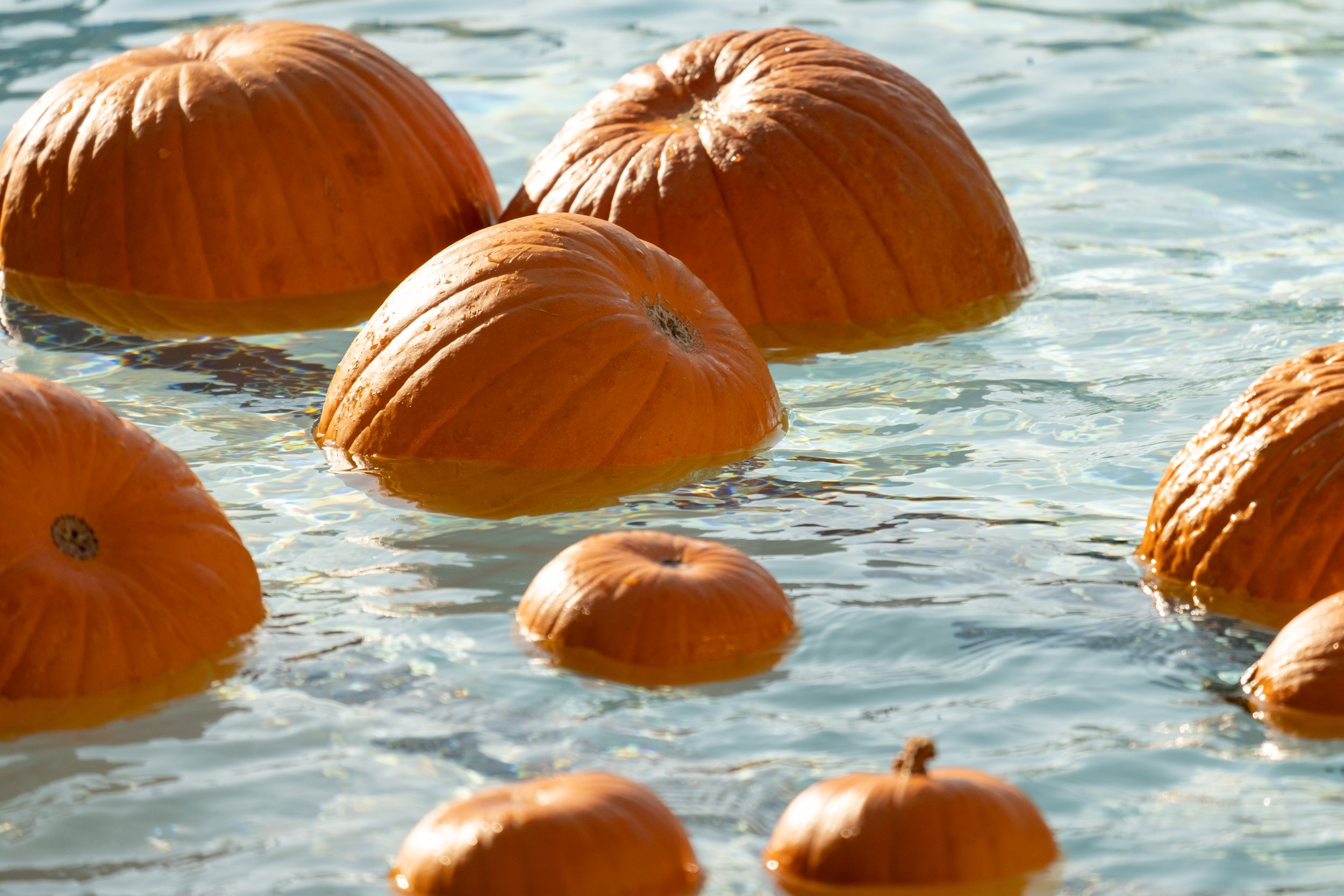  On Friday, October 27th, the Santa Monica Swim Center held their Halloween Spooky Splash Spectacular. Highlights included the Floating Pumpkin Patch in the Splash Pool, Pumpkin Decorating, Haunted House, Games, and Prizes in Santa Monica, Calif. (Ak