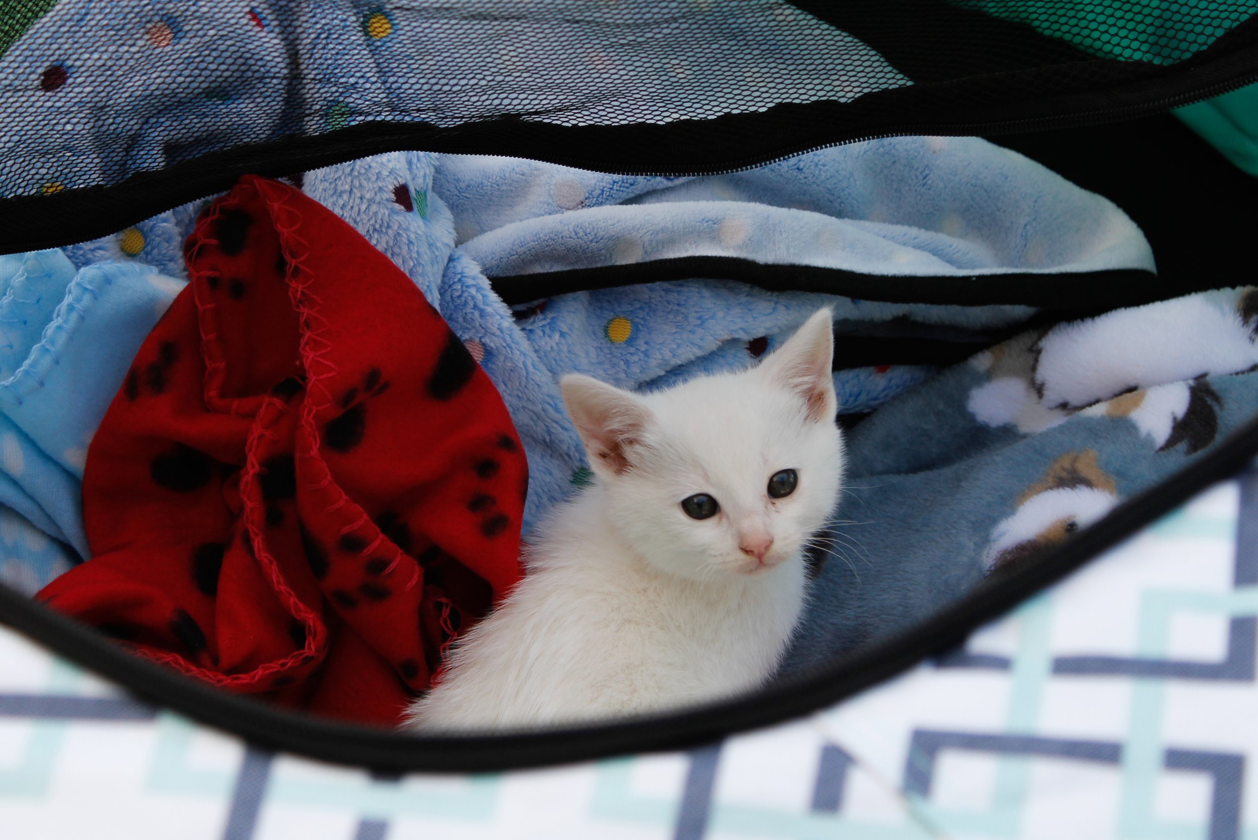  A furry member of Kitty of Angeles snuggled up in her carrier waiting for the next SMC student in line to enter the play area.  