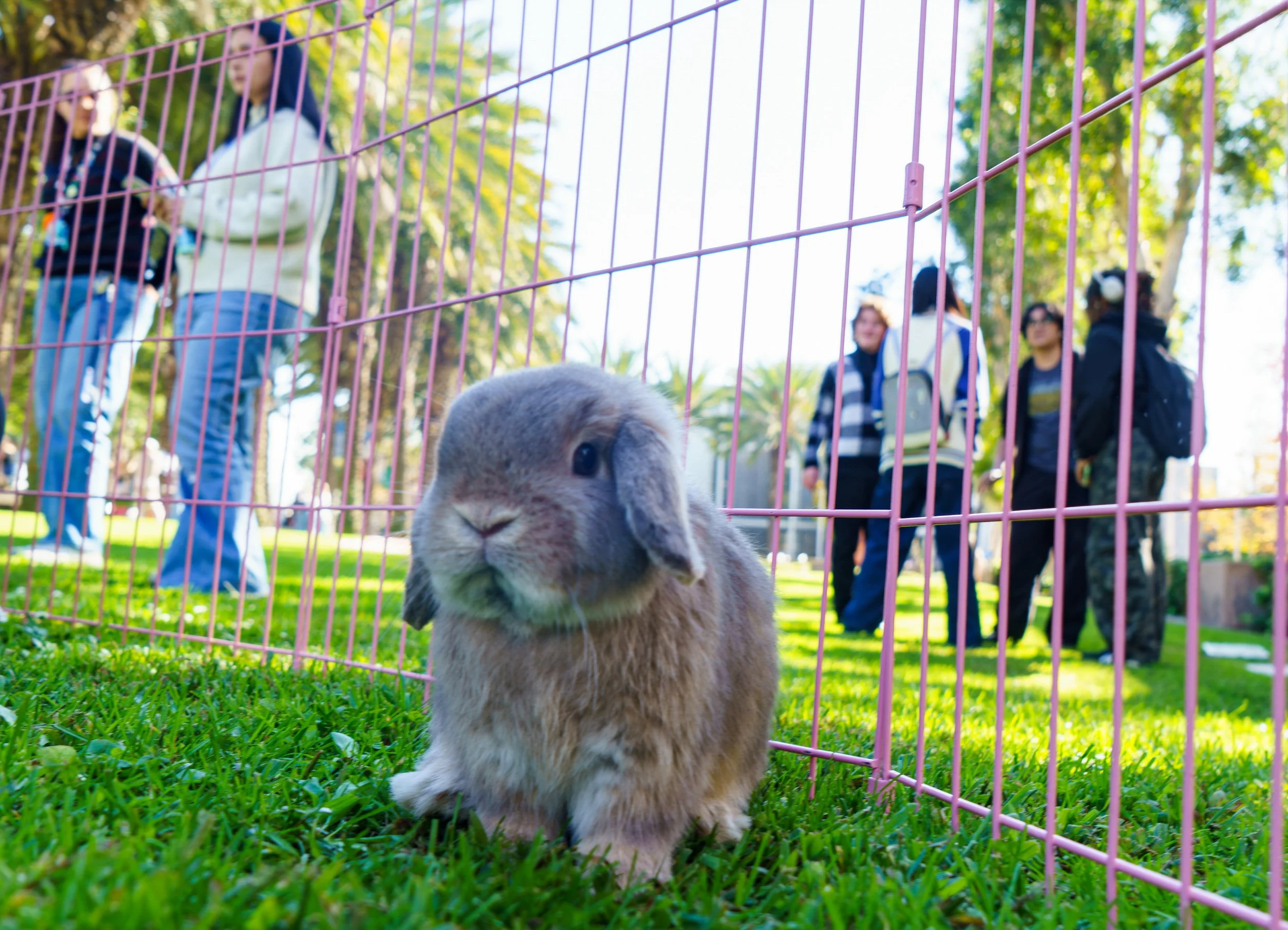 Bunny pauses for photo at Santa Monica College Associated Students event Bunny Break were 5 students can enter bunny pit for 3 minute intervals to pet bunnies at Santa Monica College in Santa Monica, Calif., Tuesday Dec. 2, 2025, (Danny Sanchez | Th