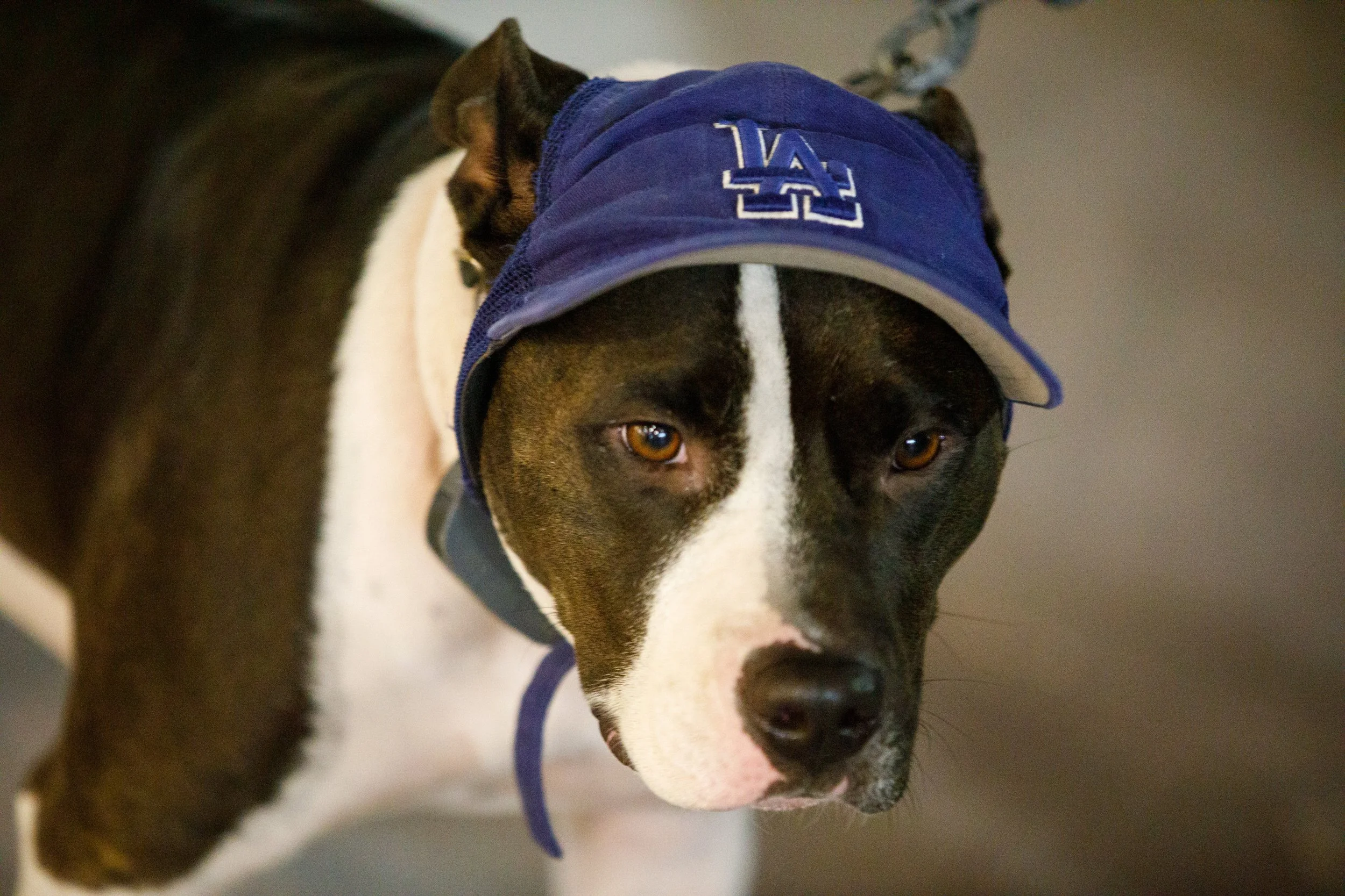  Dodger Dog came out to support at Game 7 of the 2025 World Series watch party at the 3rd St Promenade in Santa Monica, Calif., Saturday Nov. 1, 2025 (Danny Sanchez | Corsair) 