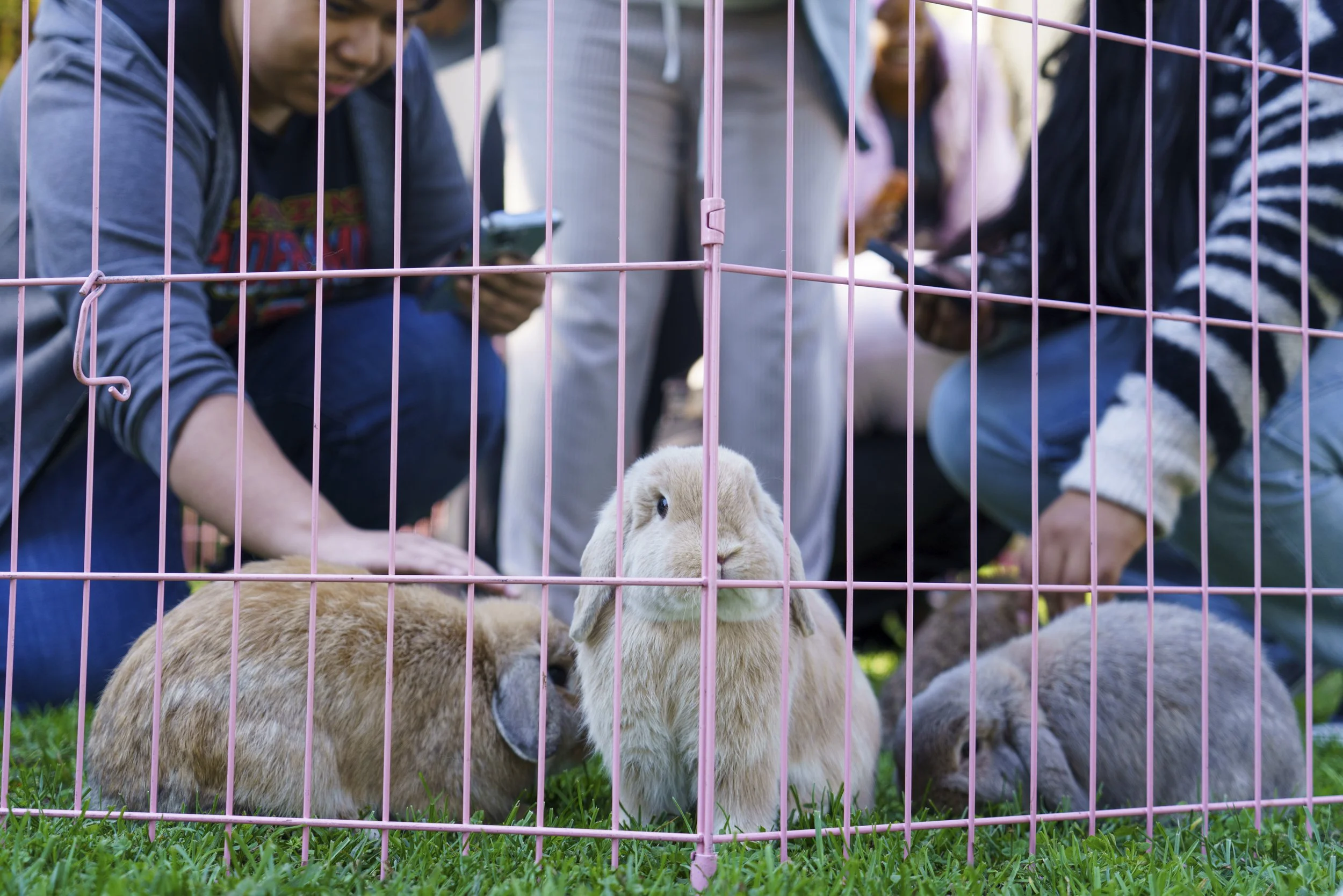  SMC students pet bunnies as one bunny pauses for photo at Santa Monica College Associated Students event Bunny Break were 5 students can enter bunny pit for 3 minute intervals to pet bunnies at Santa Monica College in Santa Monica, Calif., Tuesday D