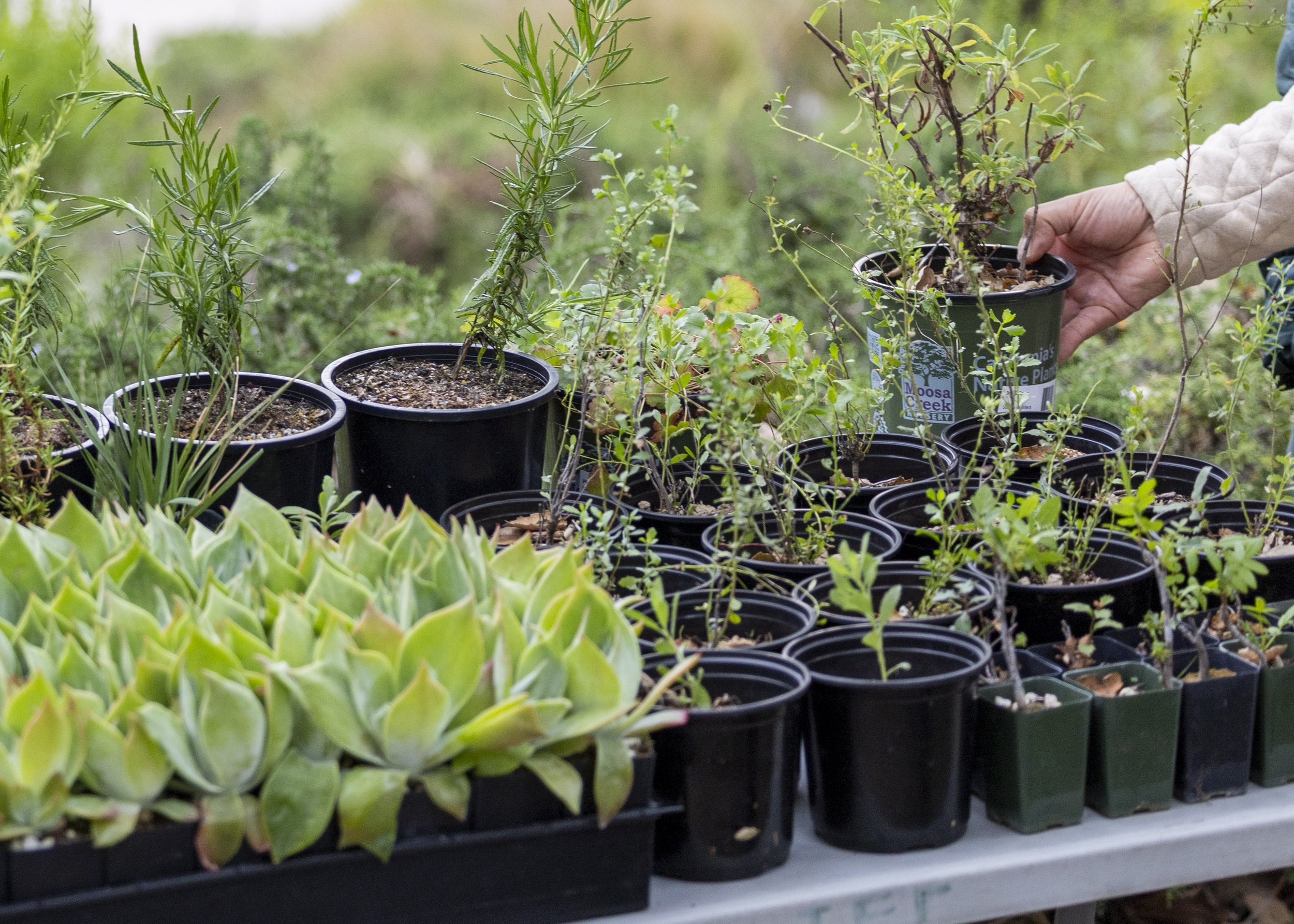  Free plants are offered to participants during a screening of Making a Mini-Forest at the Santa Monica College main campus in Santa Monica, Calif., on Thursday, April 9, 2026. Students learned how urban communities are transforming neighborhoods by 