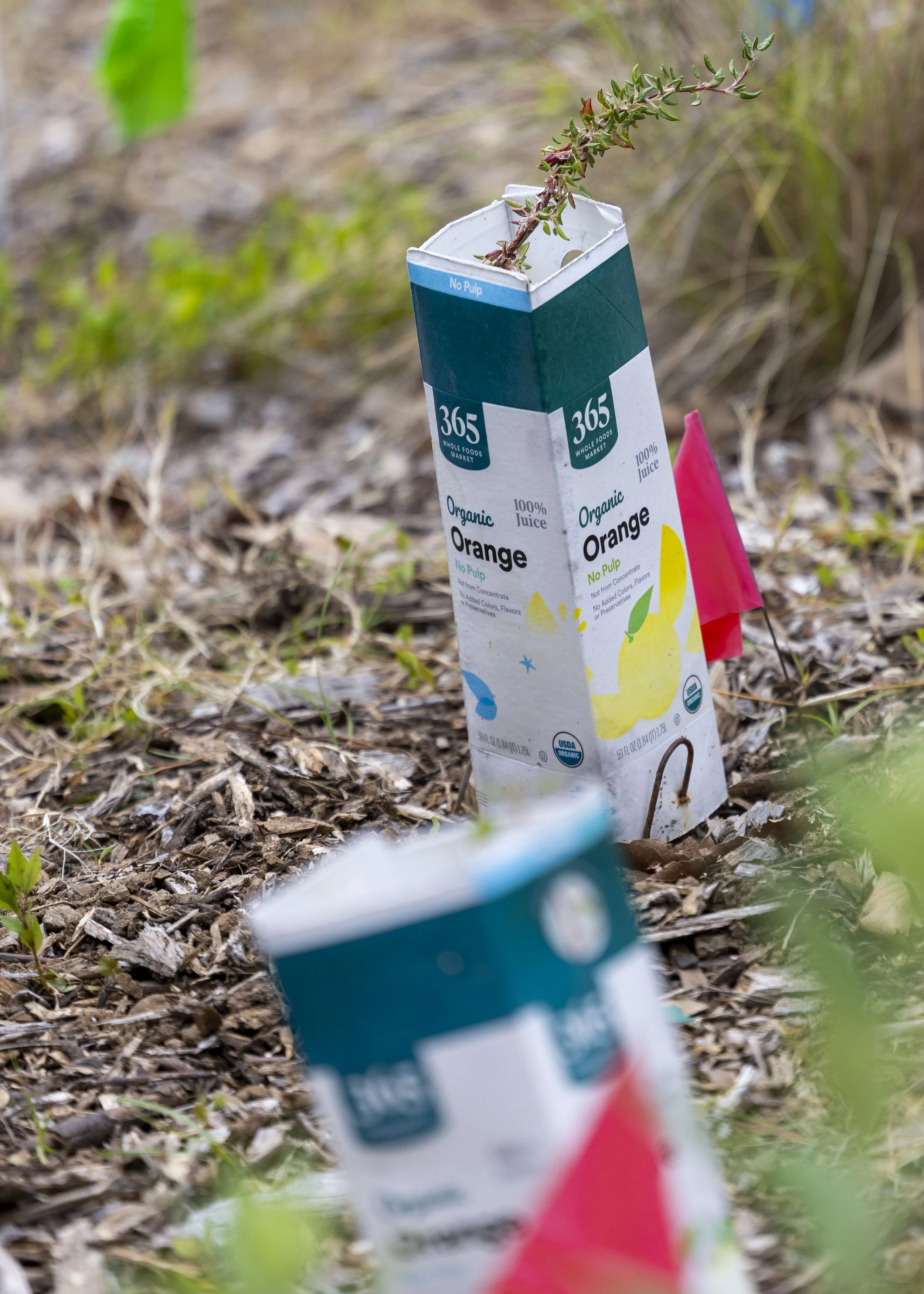  Microforest Demonstration at the SMC main campus in Santa Monica, Calif., on Thursday, April 9, 2026. Microforests are densely planted, multilayered indigenous forests established in small urban spaces that function as self-sustaining ecosystems, re
