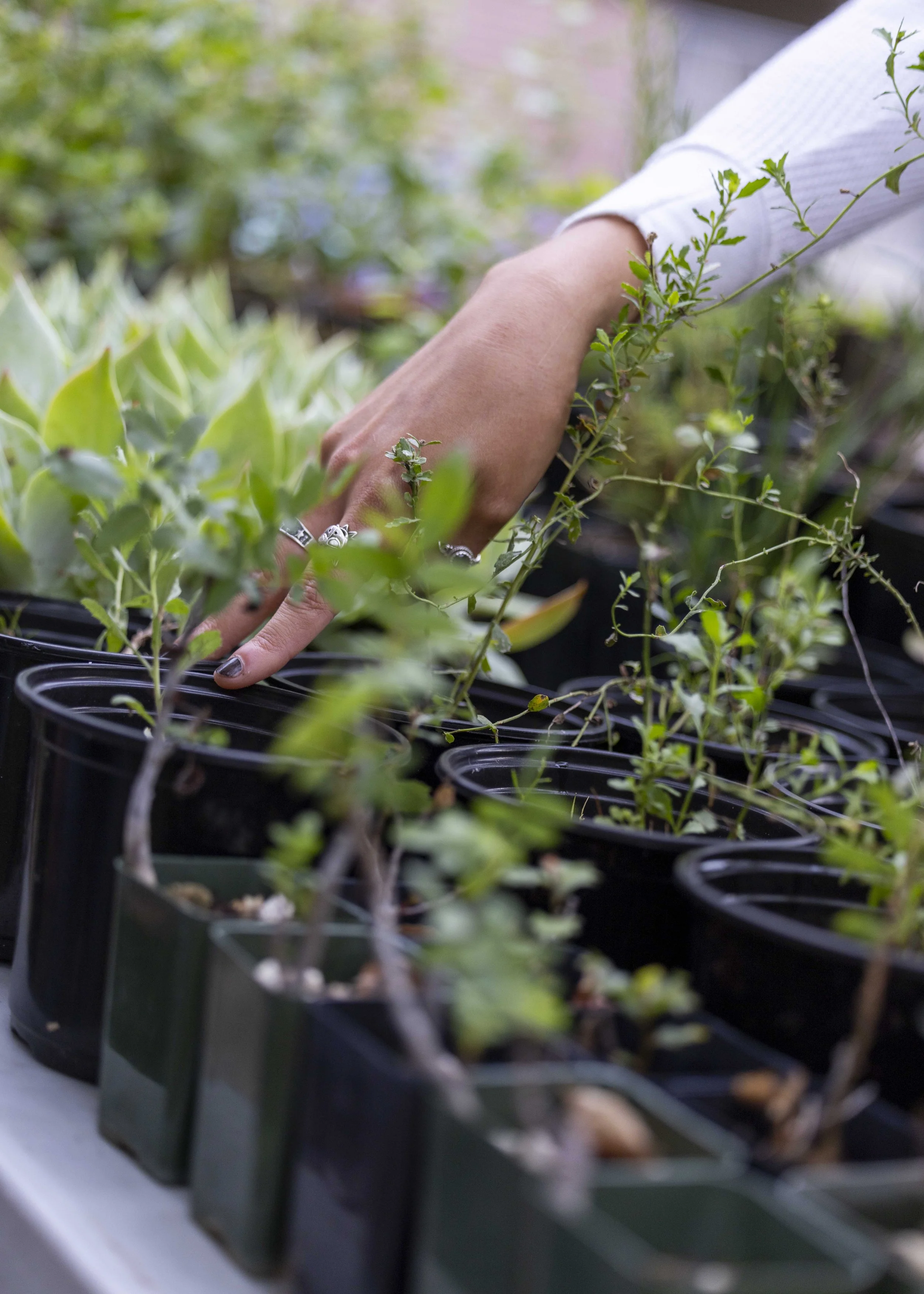  Free plants are offered to participants during a screening of Making a Mini-Forest at the Santa Monica College main campus in Santa Monica, Calif., on Thursday, April 9, 2026. Students learned how urban communities are transforming neighborhoods by 