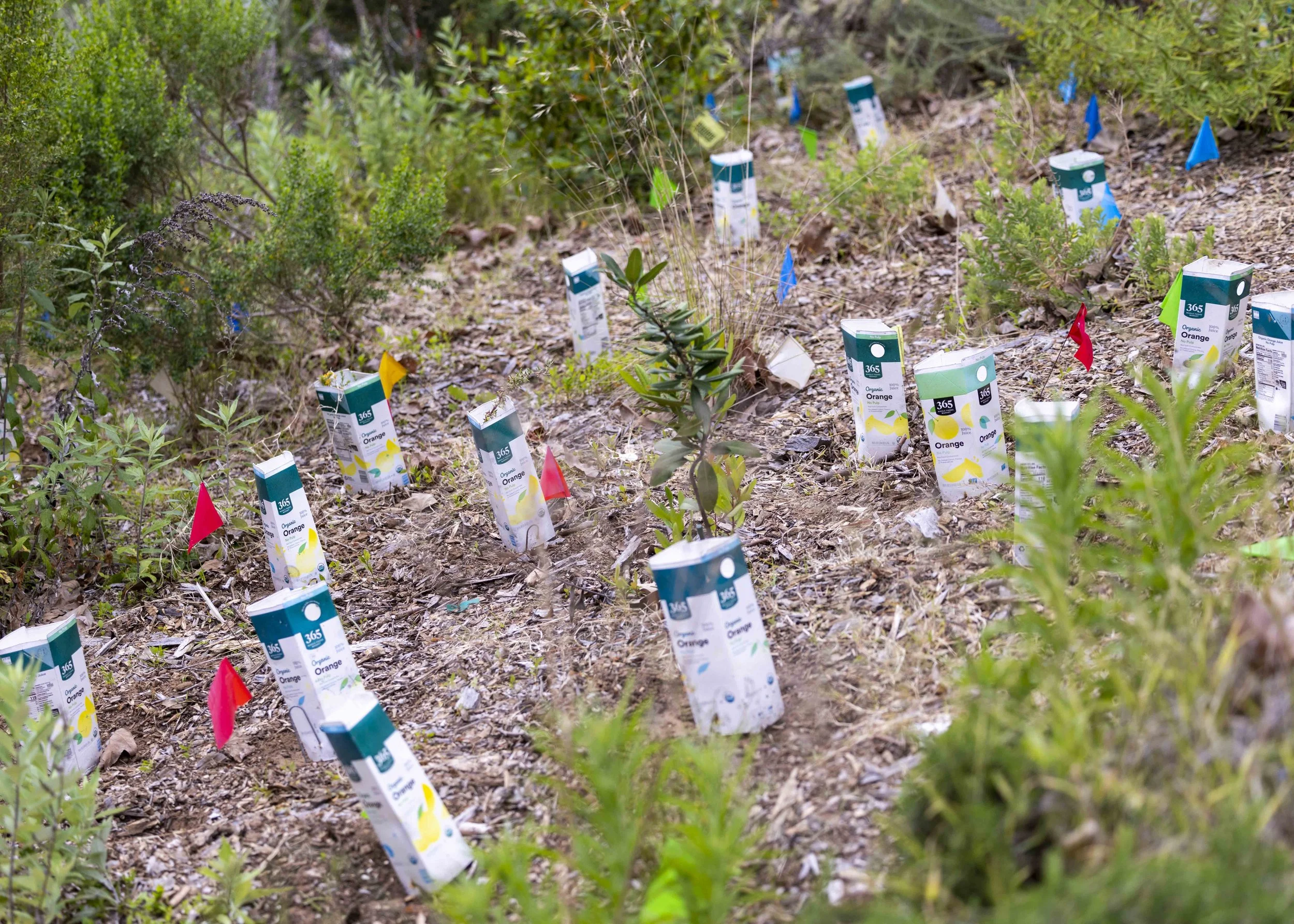  Microforest Demonstration at the SMC main campus in Santa Monica, Calif., on Thursday, April 9, 2026. Microforests are densely planted, multilayered indigenous forests established in small urban spaces that function as self-sustaining ecosystems, re