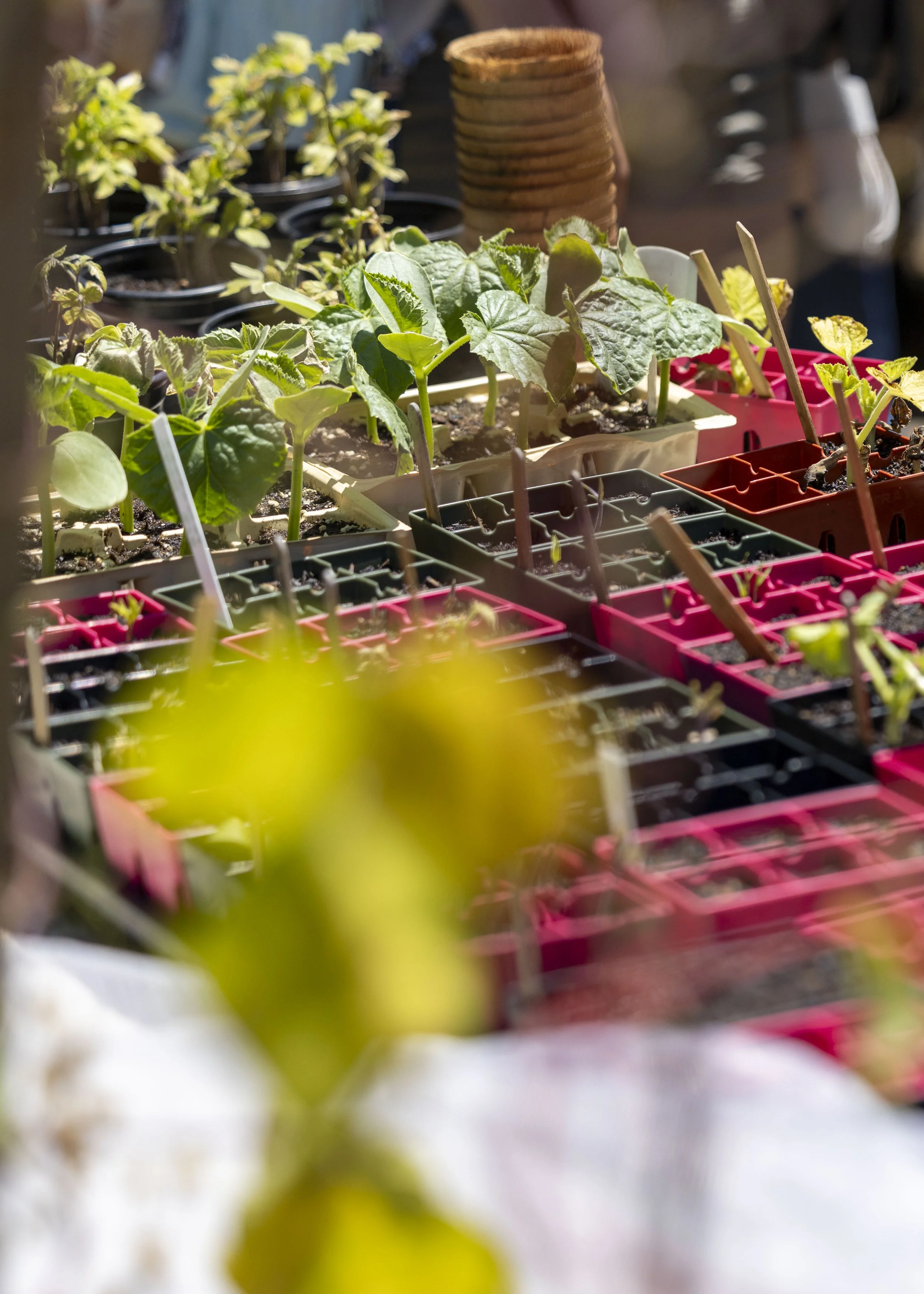  Santa Monica College celebrated Earth Day with the Garden & Grow event at the SMC Organic Garden on the main campus in Santa Monica, Calif., on Wednesday, April 22, 2026.Students learned how to save and plant seeds for organic produce while celebrat
