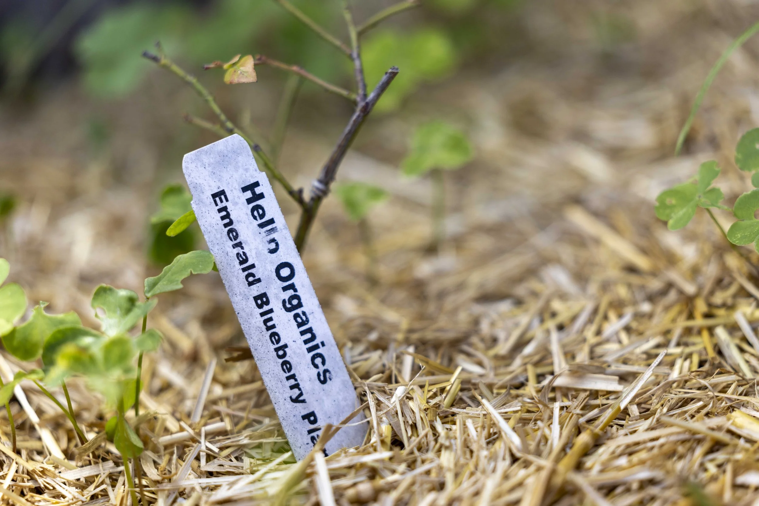  Santa Monica College celebrated Earth Day with the Garden & Grow event at the SMC Organic Garden on the main campus in Santa Monica, Calif., on Wednesday, April 22, 2026.Students learned how to save and plant seeds for organic produce while celebrat