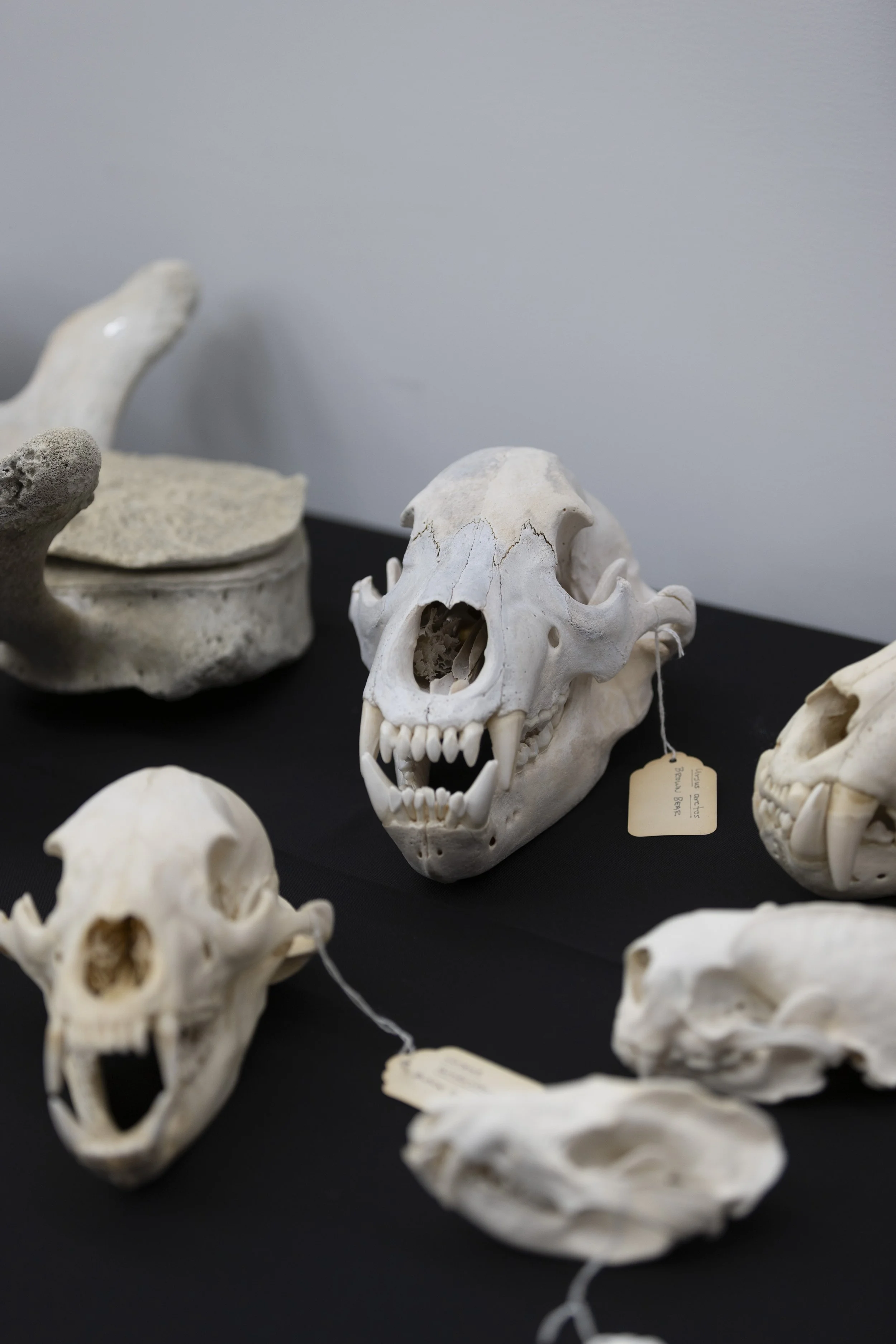  Animal Skulls on display duing the(SMC) STEM Fundraiser Launch the Future on Sept. 29, 2026, at the Science and Math Building, Santa Monica College, Santa Monica, Calif. The Launch the Future Fundraiser is to raise funds for SMC STEM programs to exp