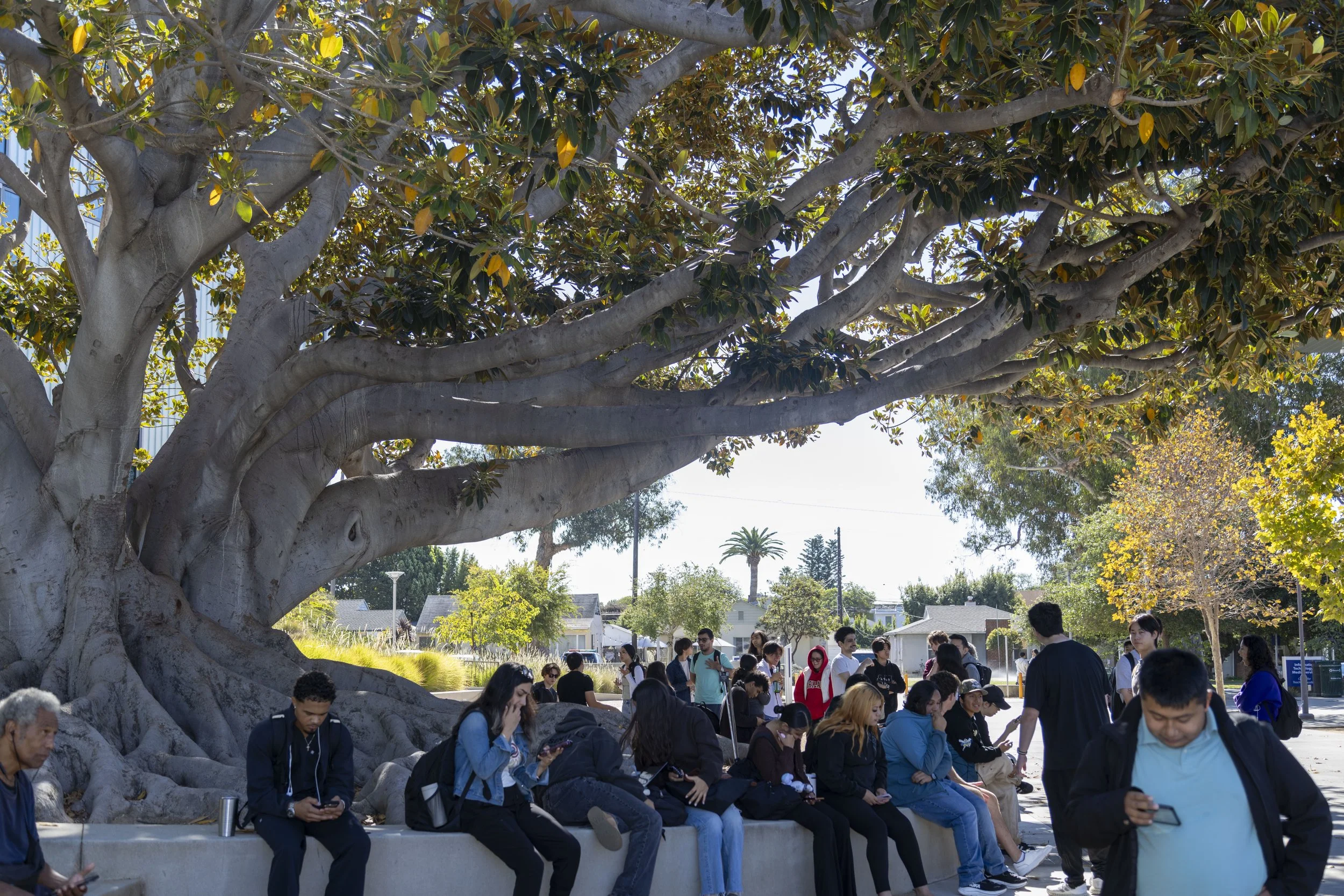  Santa Monica College (SMC) students sitting under a tree during the California ShakeOut on Thursday, Oct. 15, 2026, by the Math & Science Building, Santa Monica College, Santa Monica, Calif. The California ShakeOut is a simulated earthquake drill fo