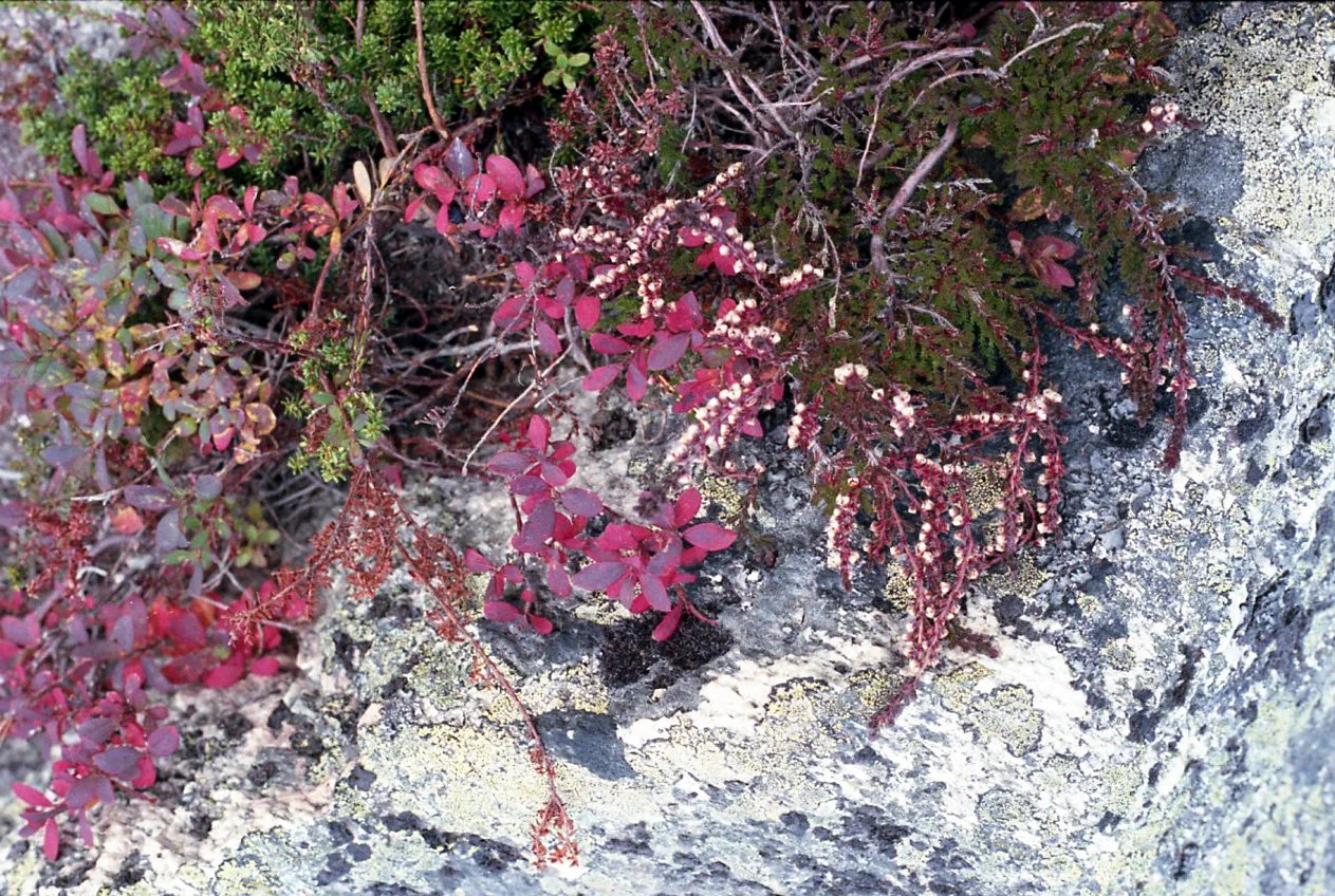 img018.jpg